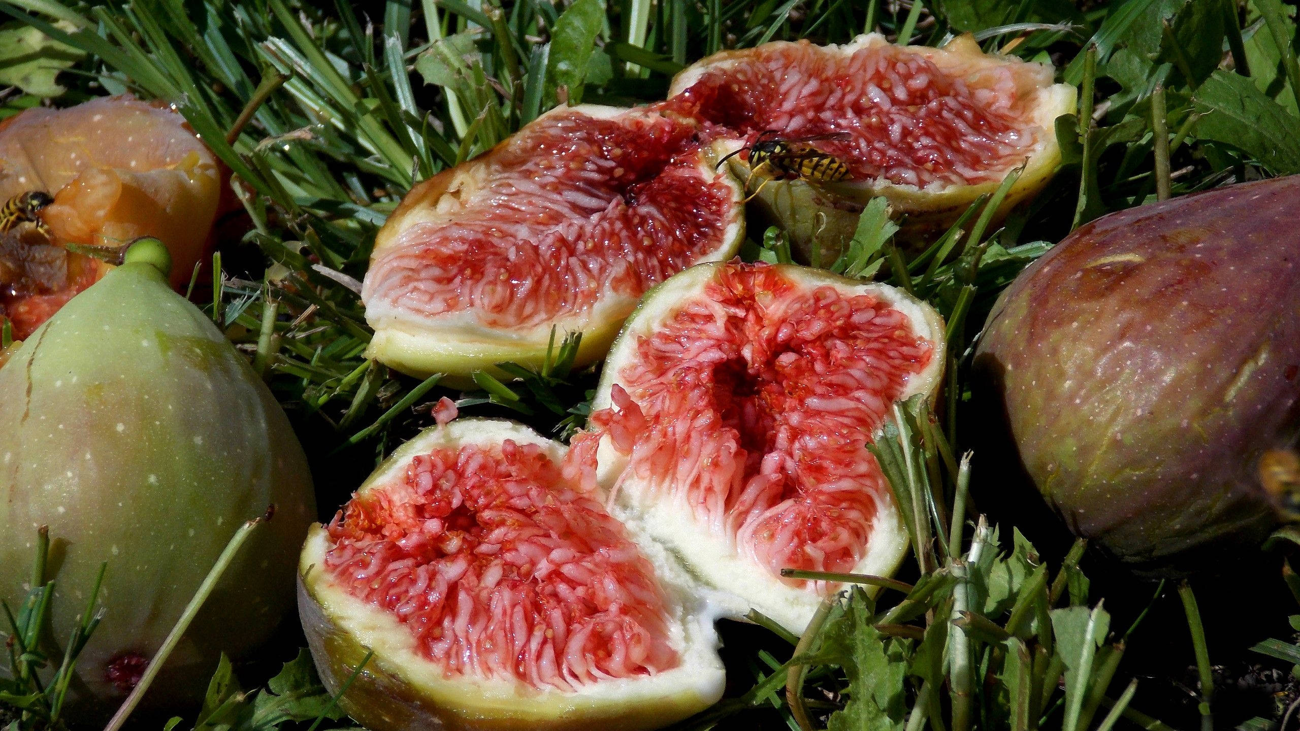 figs, green grass, bees, 2K Desktop Wallpaper