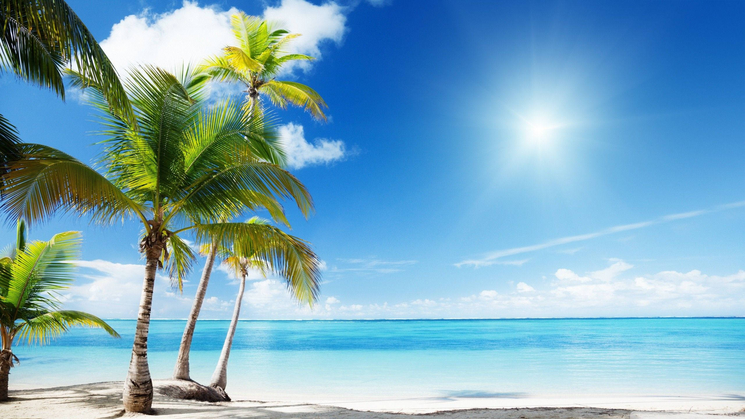 Fiji Sunny Beach, tropical beach, palm trees, 2K Desktop Wallpaper