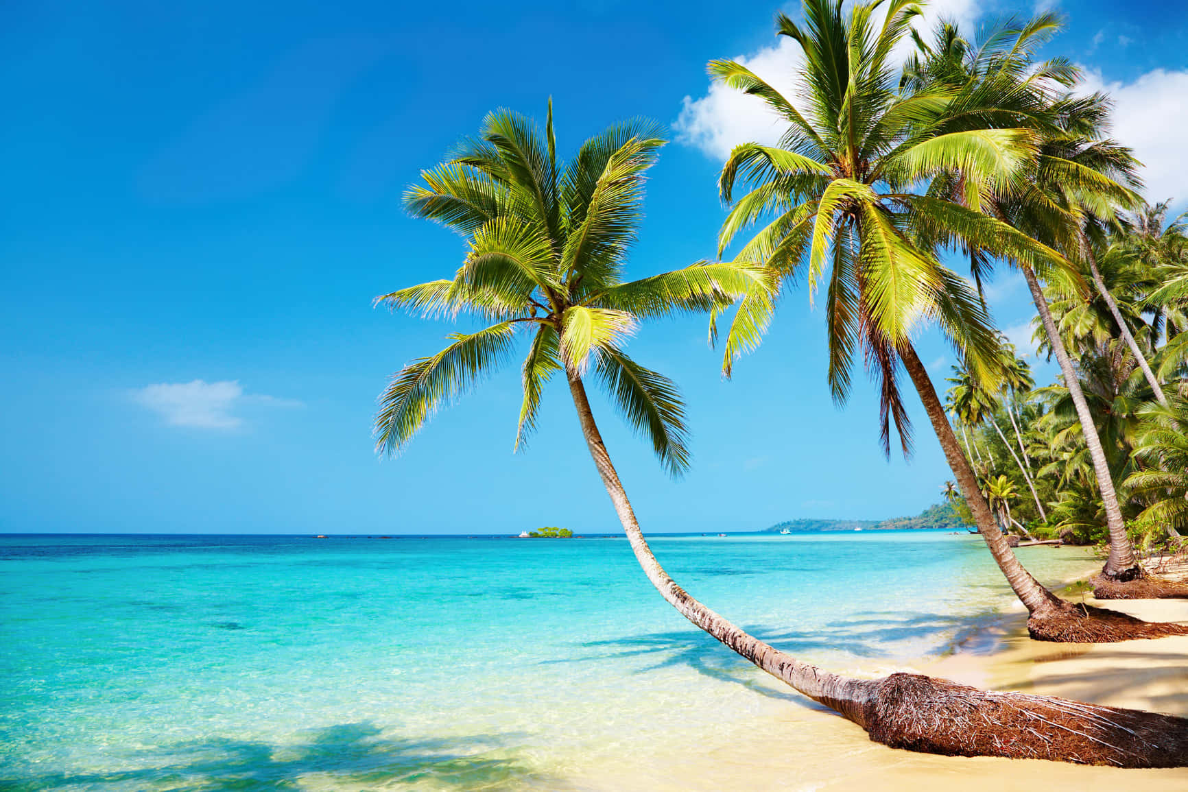 Fiji Beach, tropical paradise, leaning palm trees, HD Desktop Wallpaper