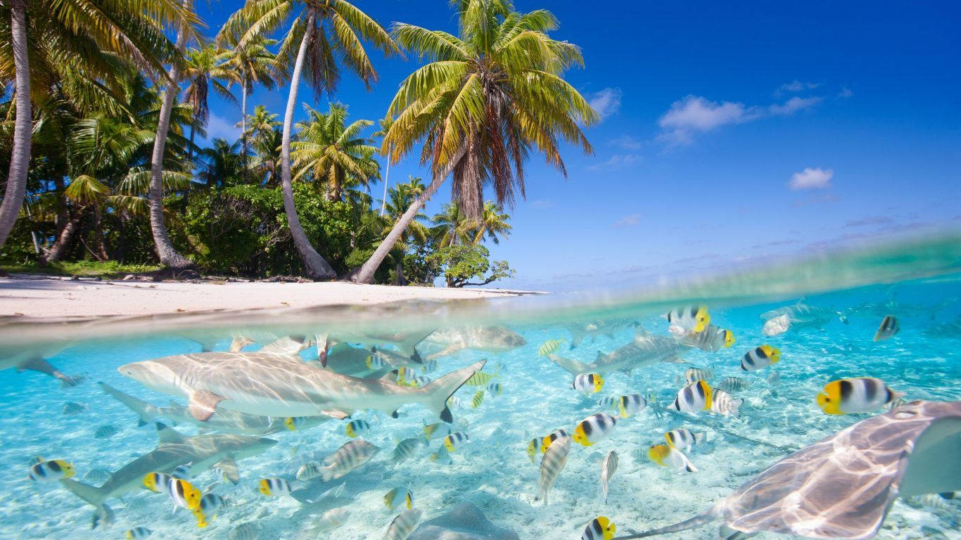 Fiji, turquoise ocean, sharks, HD Desktop Wallpaper