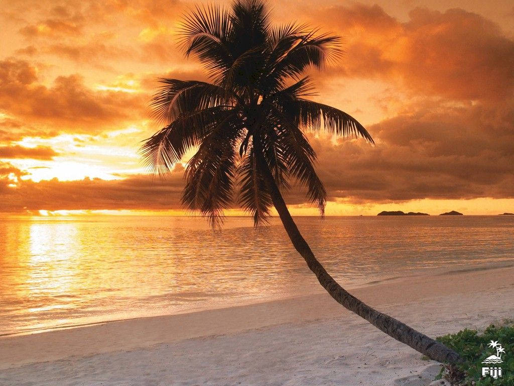 Fiji, palm tree, sunset, SD Desktop Wallpaper