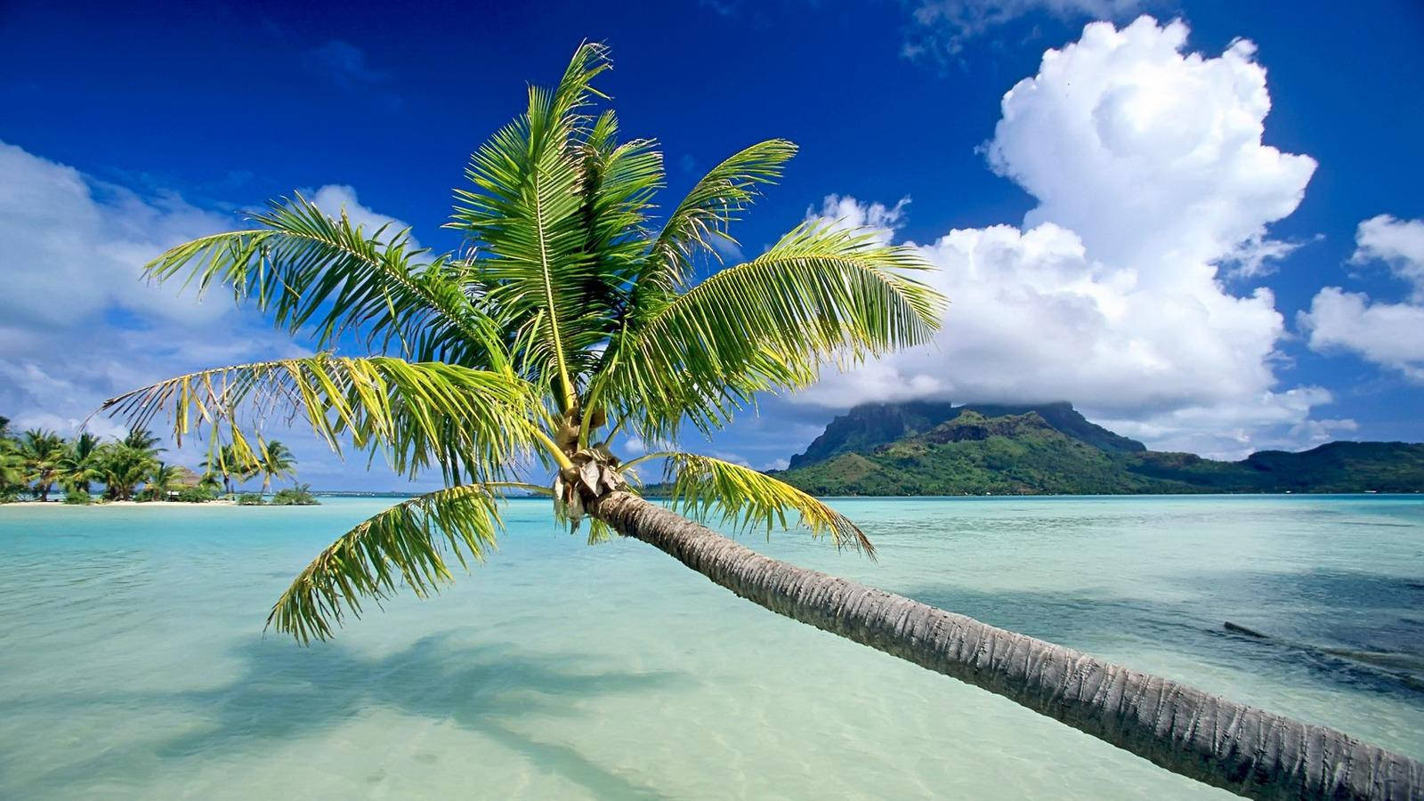 Fiji, coconut tree, crystal clear turquoise water, HD Desktop Wallpaper