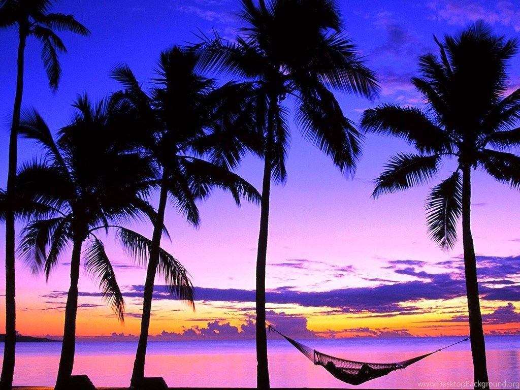 Fiji, purple sky, palm trees, SD Desktop Wallpaper