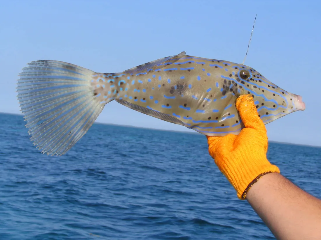 Filefish