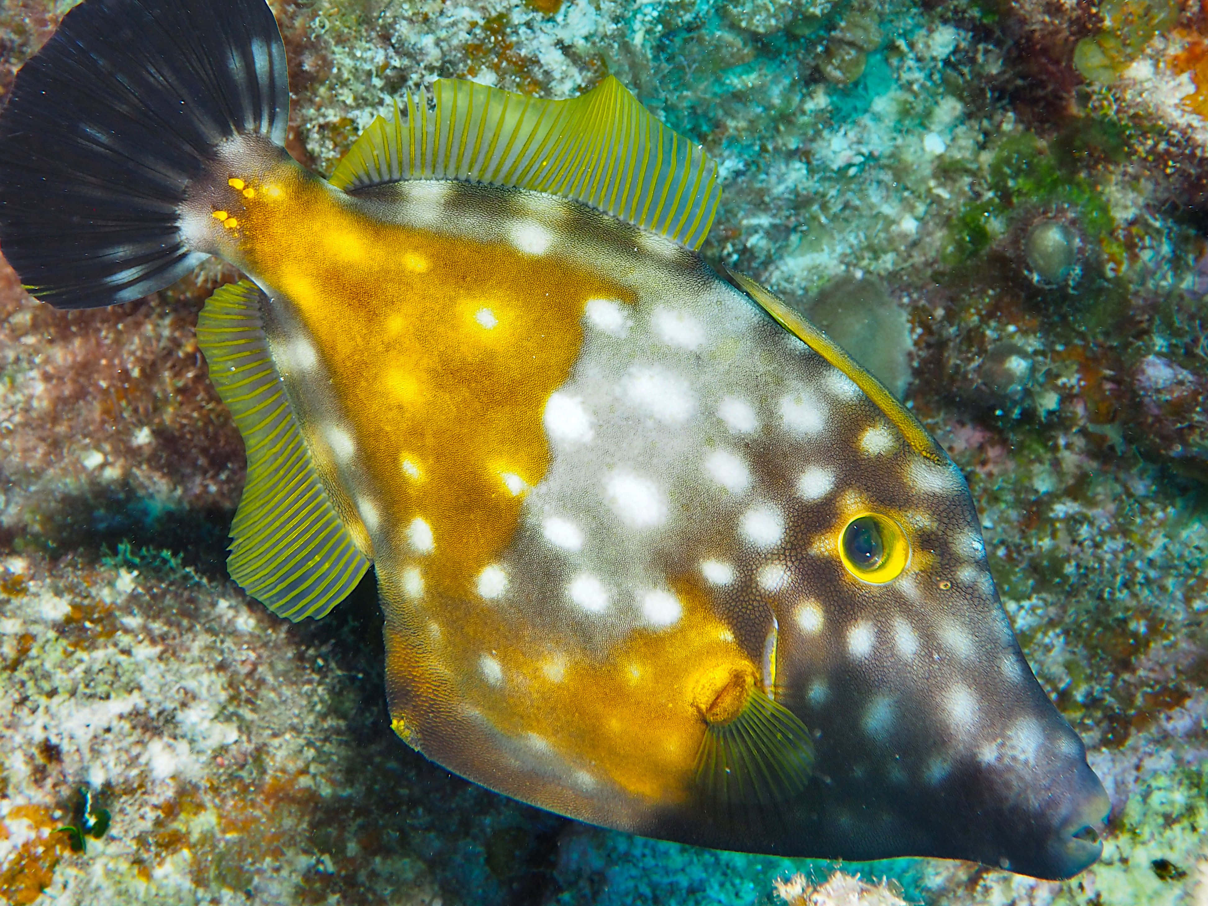colorful filefish, yellow and white spotted boxfish, coral reef, 4K Desktop Wallpaper
