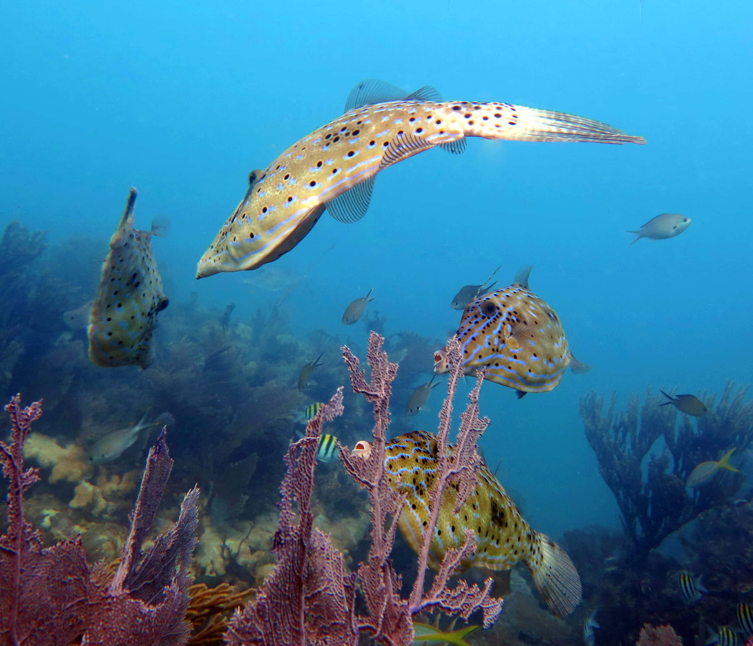 Filefish, coral reefs, blue ocean water, 2K Desktop Wallpaper