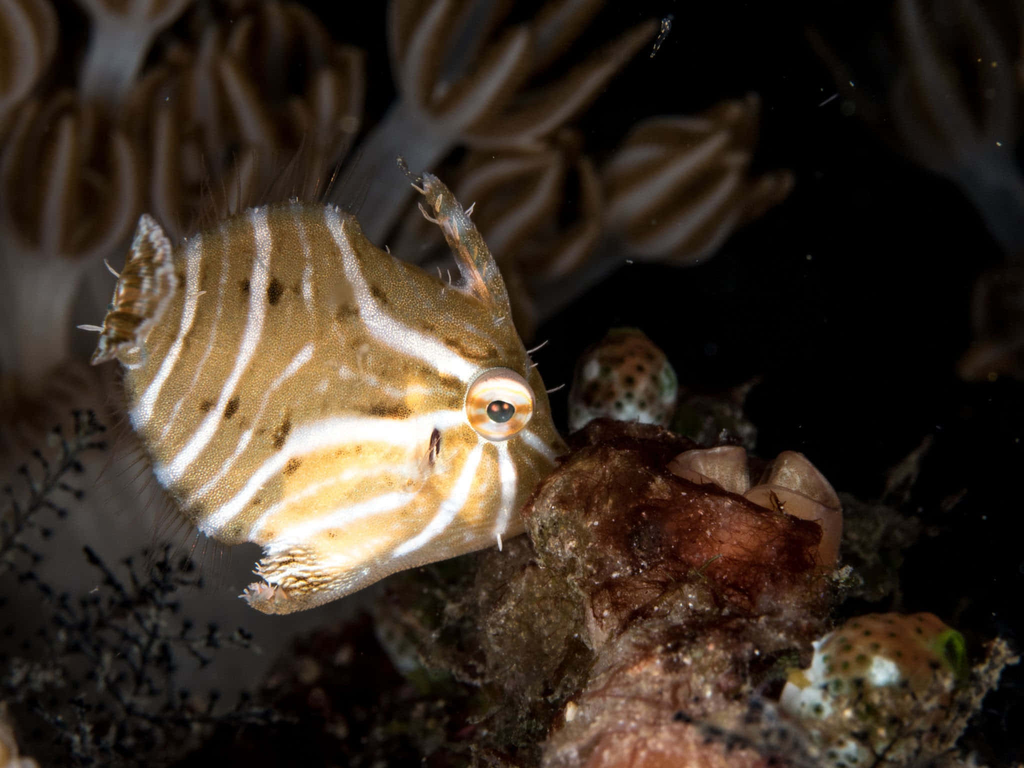 filefish, striped boxfish, white markings, Full HD Desktop Wallpaper