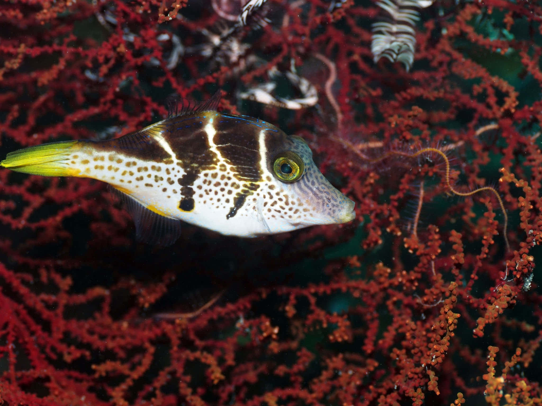 Filefish, spotted boxfish, yellow tail, Full HD Desktop Wallpaper