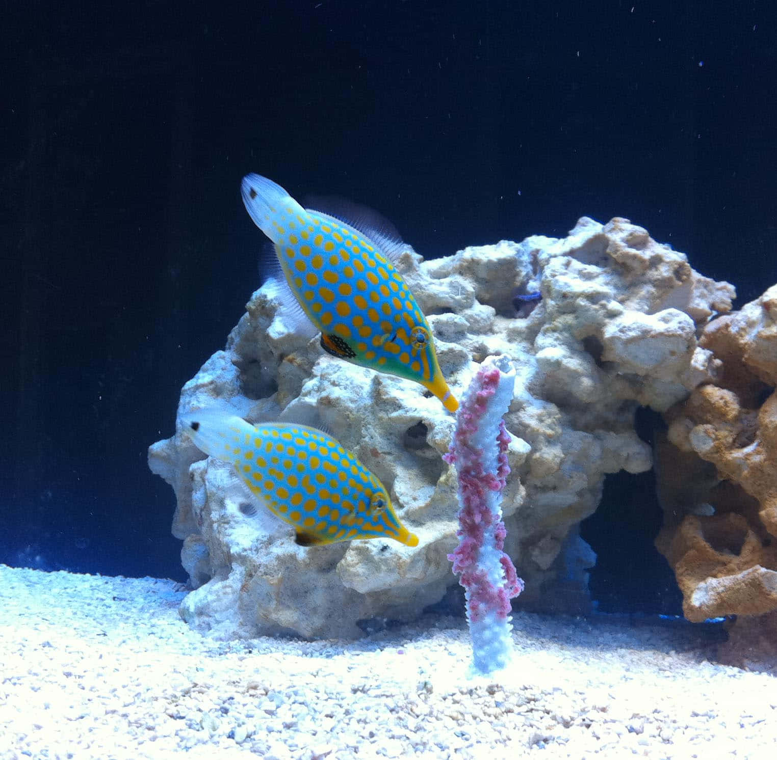 colorful filefish, aquarium scene, blue and yellow spotted fish, HD Desktop Wallpaper
