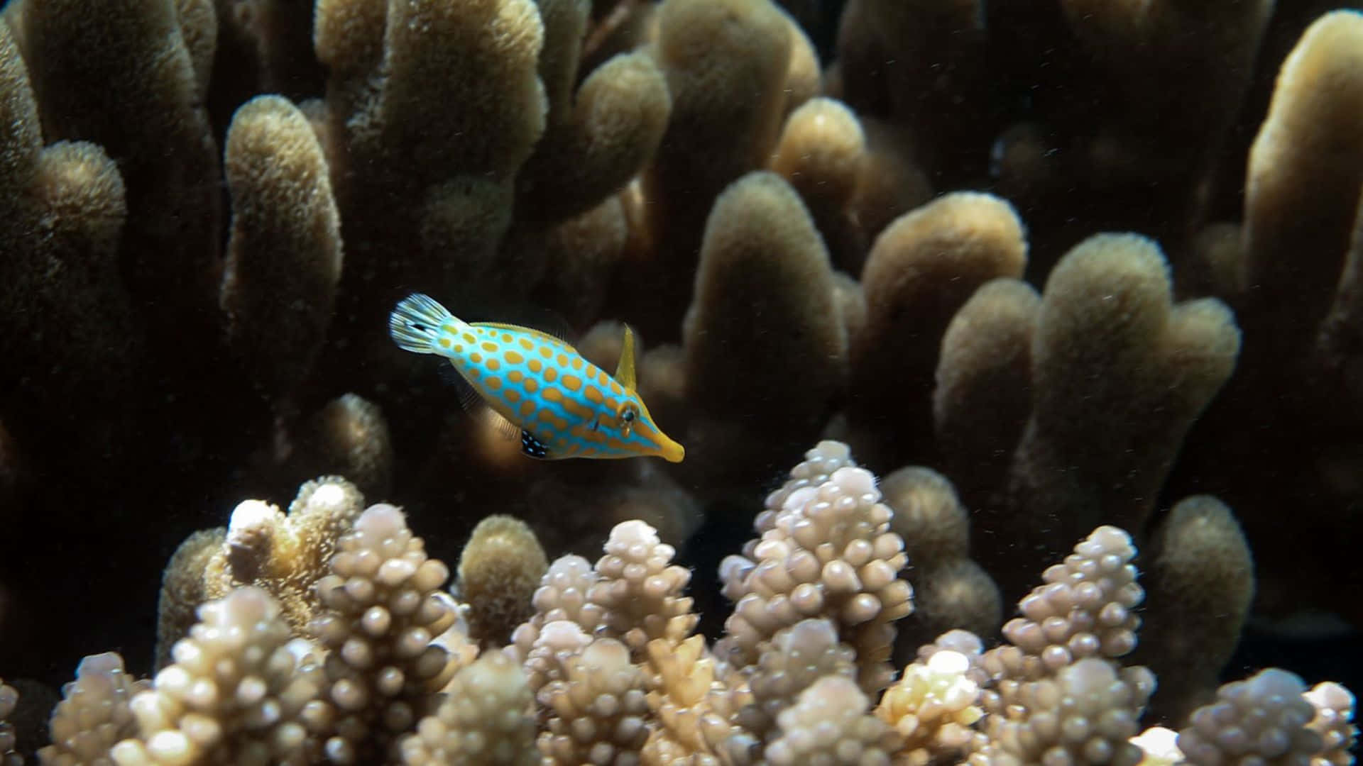 Filefish, blue waters, tropical waters, Full HD Desktop Wallpaper