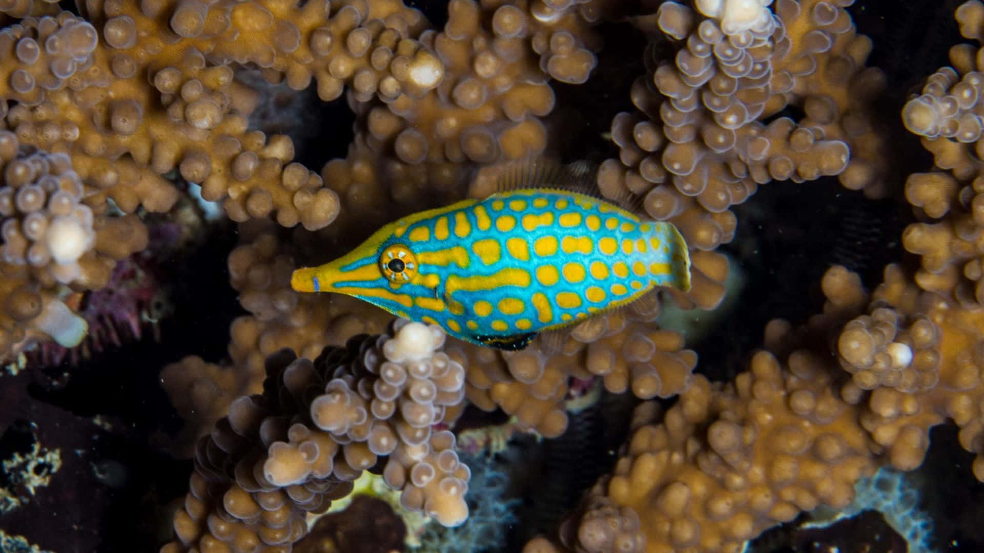 colorful filefish, coral reef, vibrant yellow and turquoise boxfish, Full HD Desktop Wallpaper