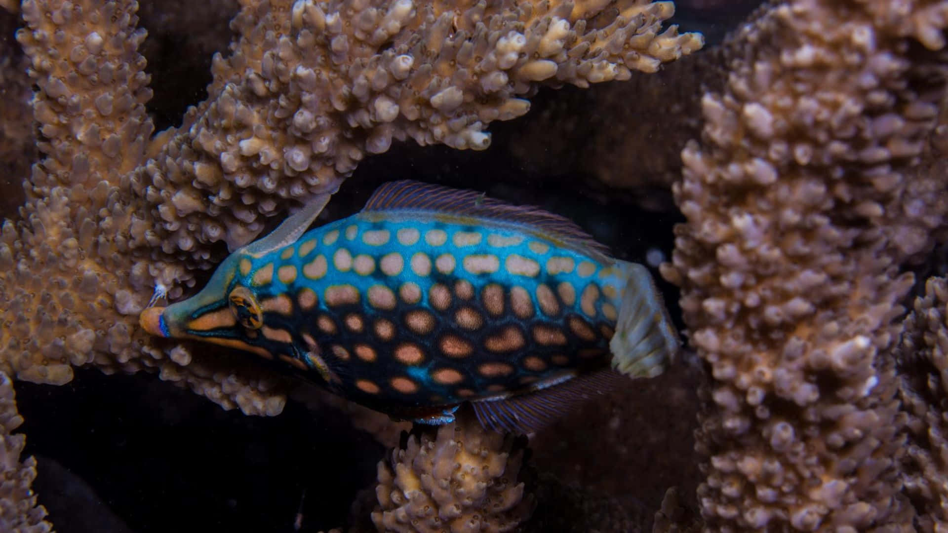 colorful filefish, coral reef, vibrant blue and orange spotted fish, Full HD Desktop Wallpaper