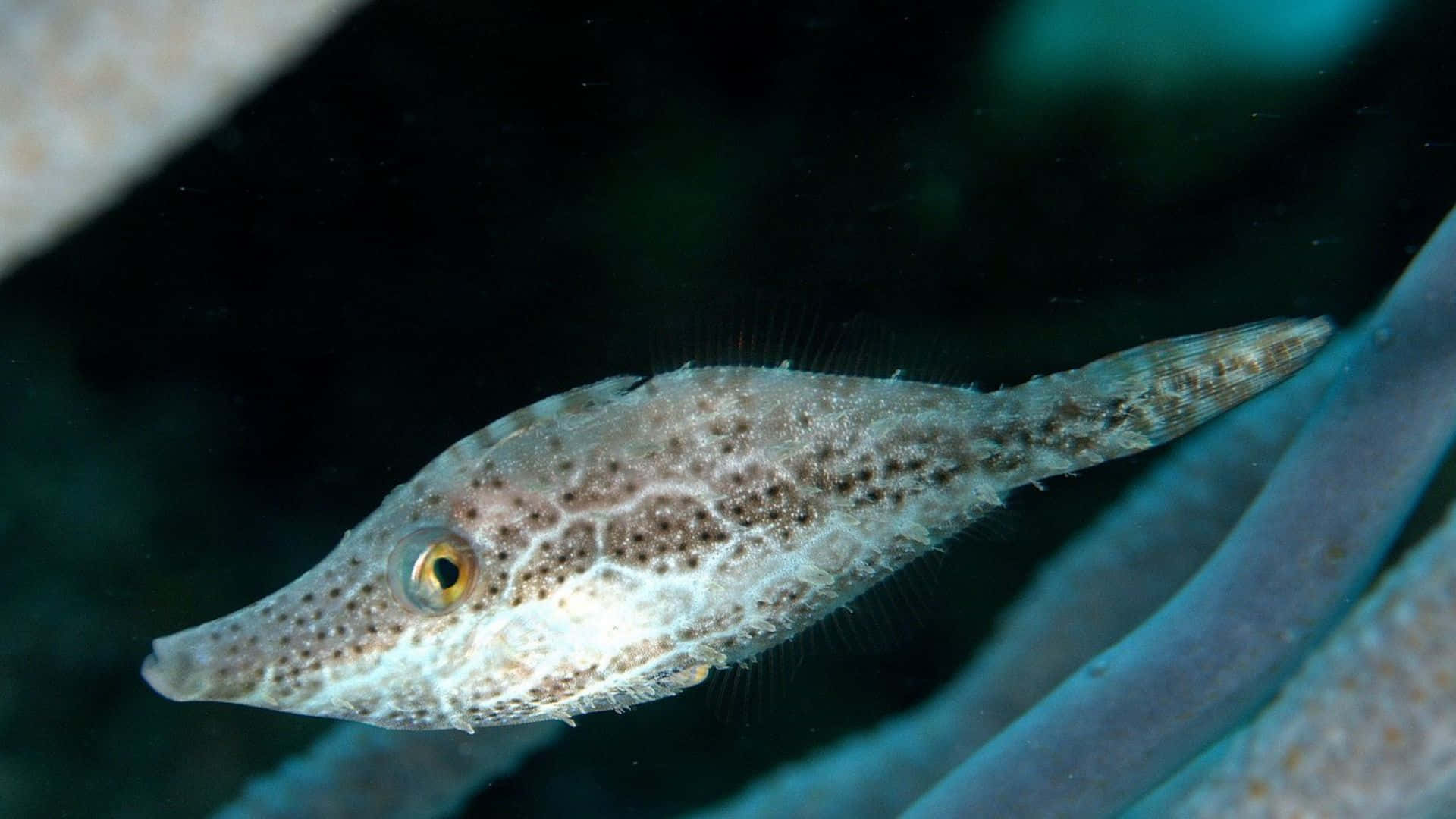 Filefish, spotted long-nosed fish, coral, Full HD Desktop Wallpaper