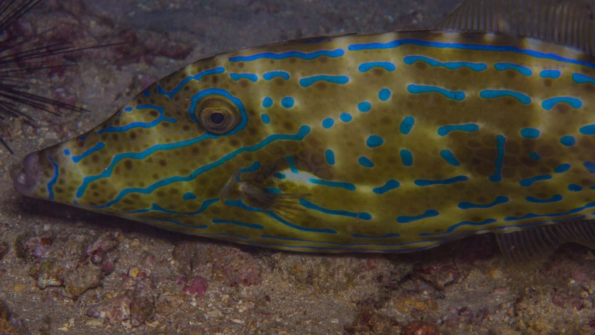 filefish, yellow, blue wavy stripes, Full HD Desktop Wallpaper