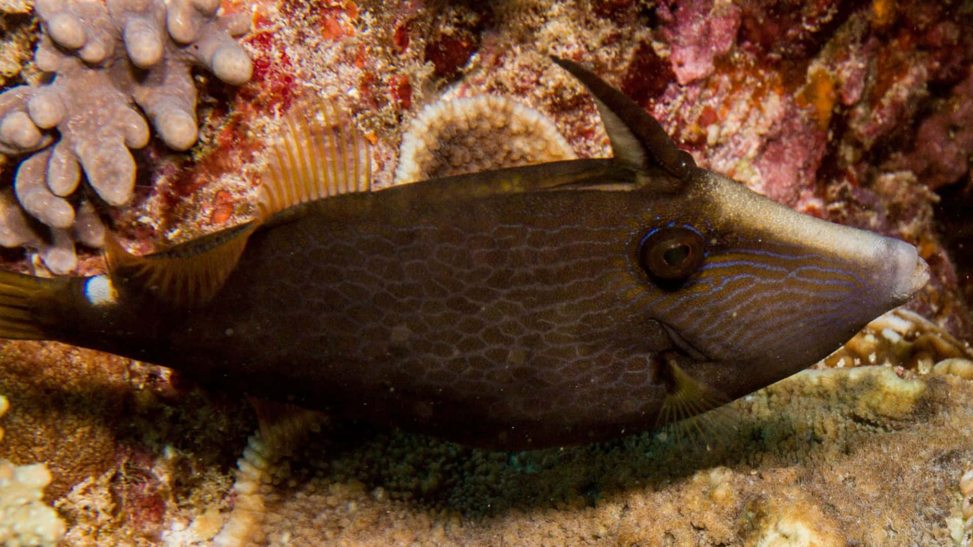 Filefish, boxfish, textured scales, Full HD Desktop Wallpaper