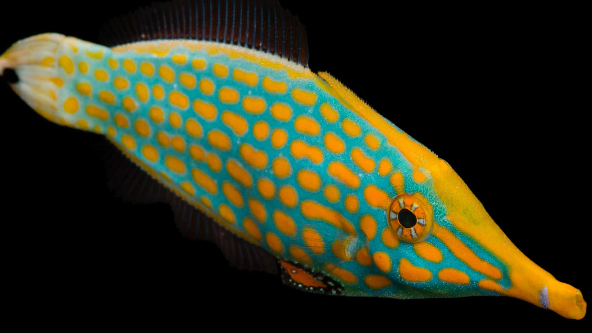 vibrant filefish, turquoise and yellow spotted fish, long snout, Full HD Desktop Wallpaper