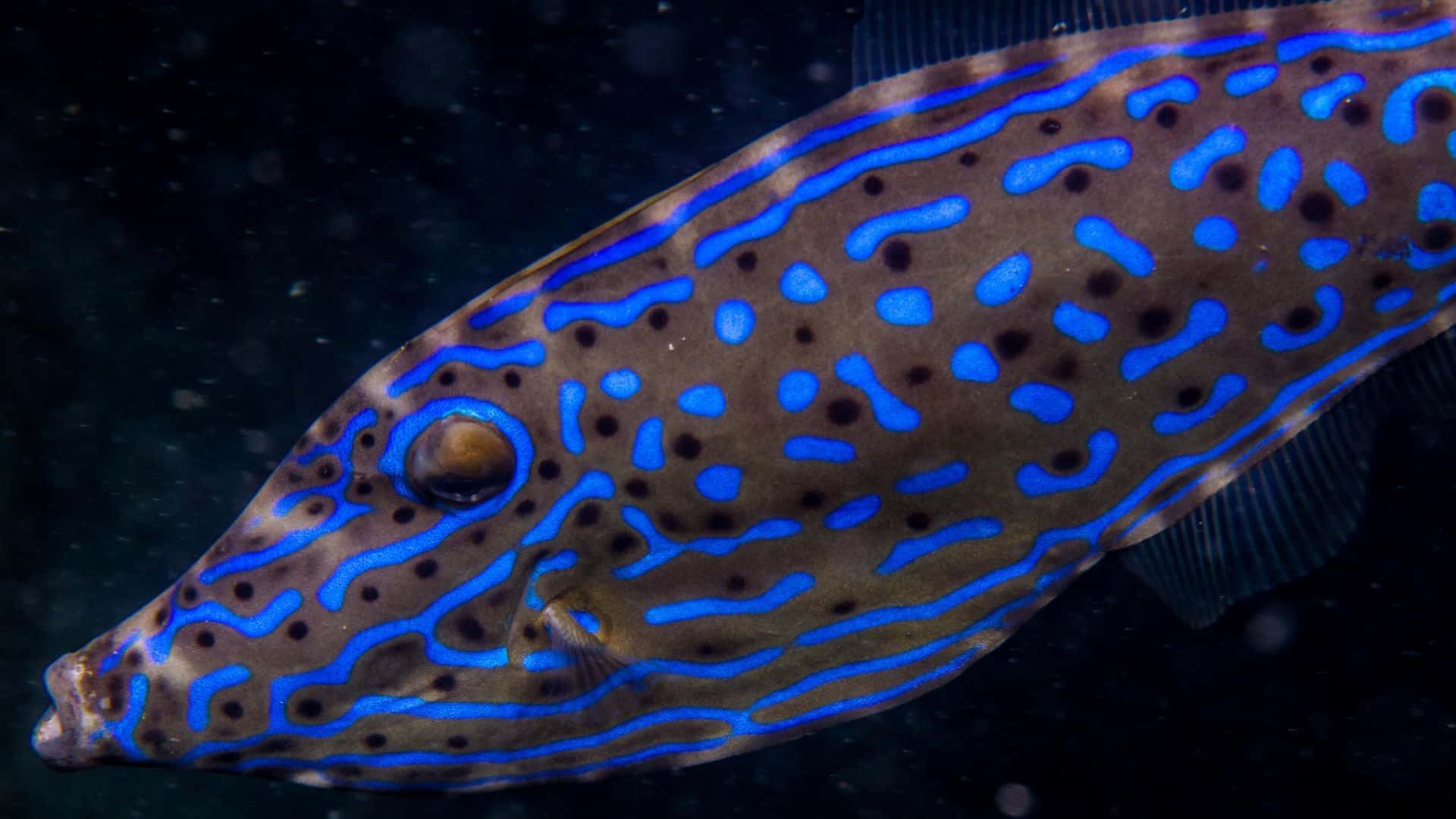 vibrant filefish, blue-lined fish, intricate patterns, Full HD Desktop Wallpaper