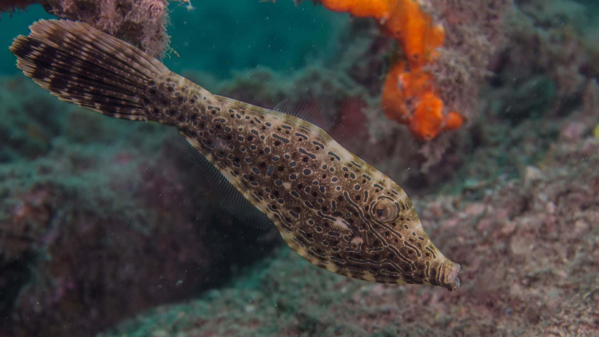 filefish, tropical waters, coral reef, Full HD Desktop Wallpaper