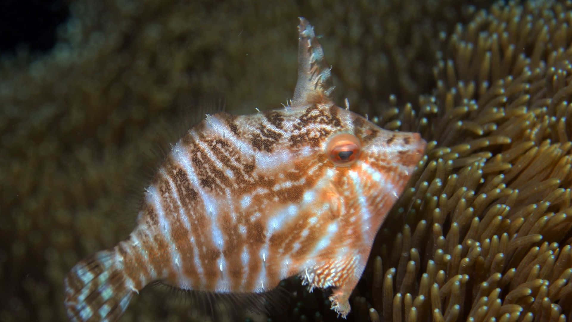 Filefish, coral reef, orange and white patterns, Full HD Desktop Wallpaper