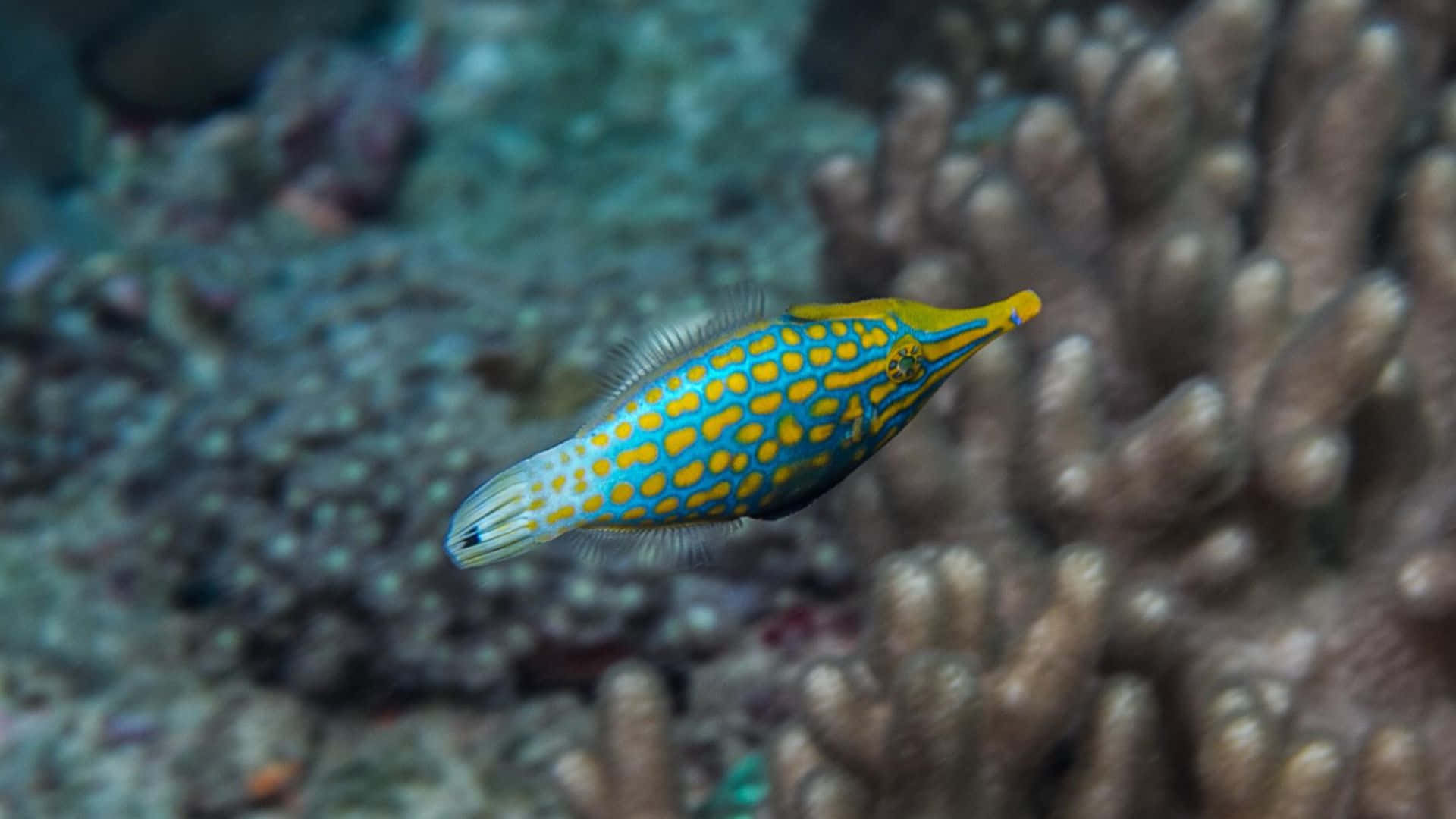 colorful filefish, coral reef, yellow and blue spotted fish, Full HD Desktop Wallpaper