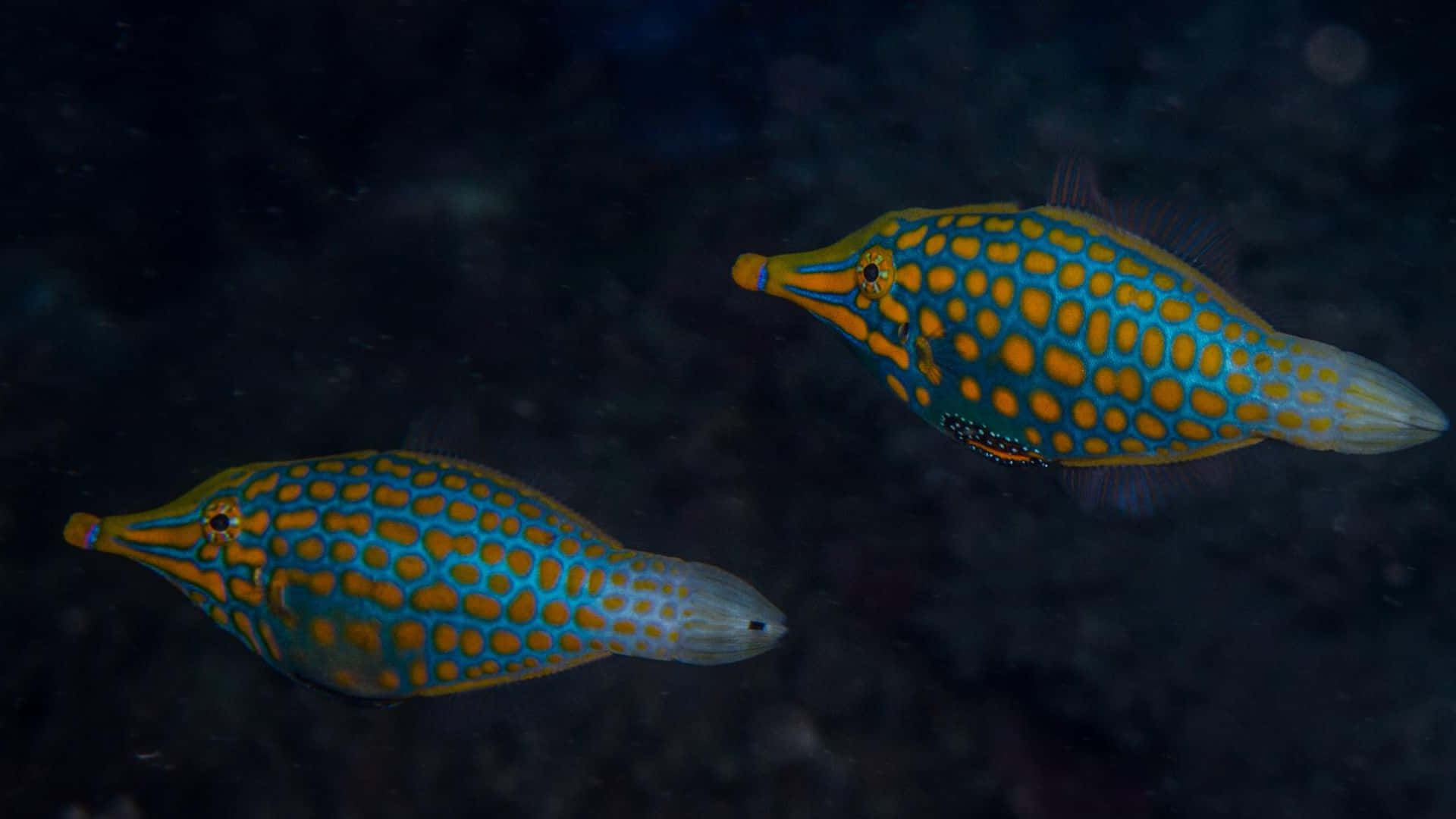 Filefish, blue and yellow spotted, underwater waters, Full HD Desktop Wallpaper