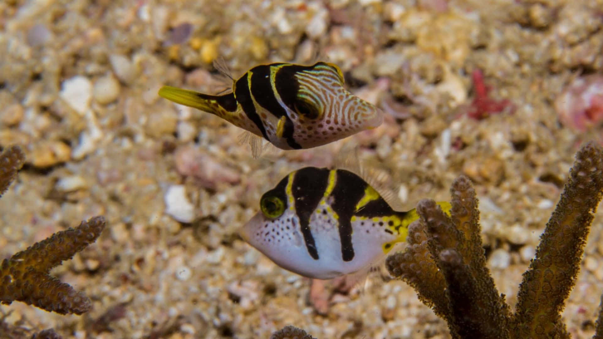 colorful filefish, boxfish, black yellow and white stripes, Full HD Desktop Wallpaper
