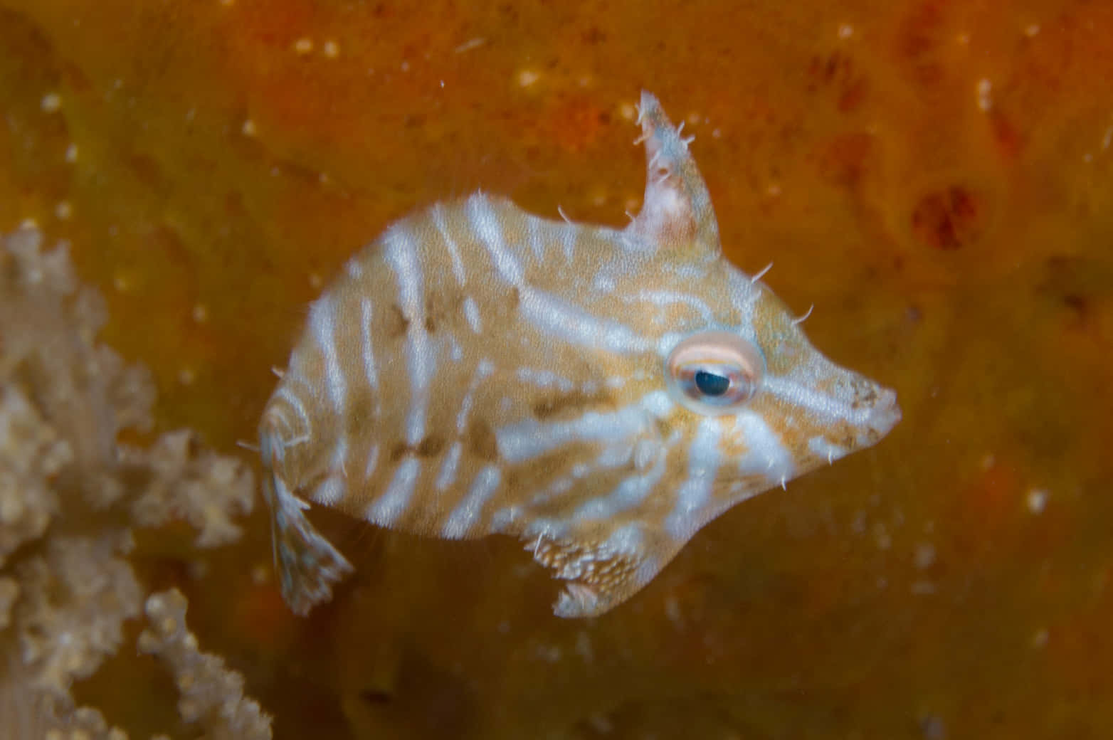 Filefish, striped boxfish, spiky protrusions, HD Desktop Wallpaper
