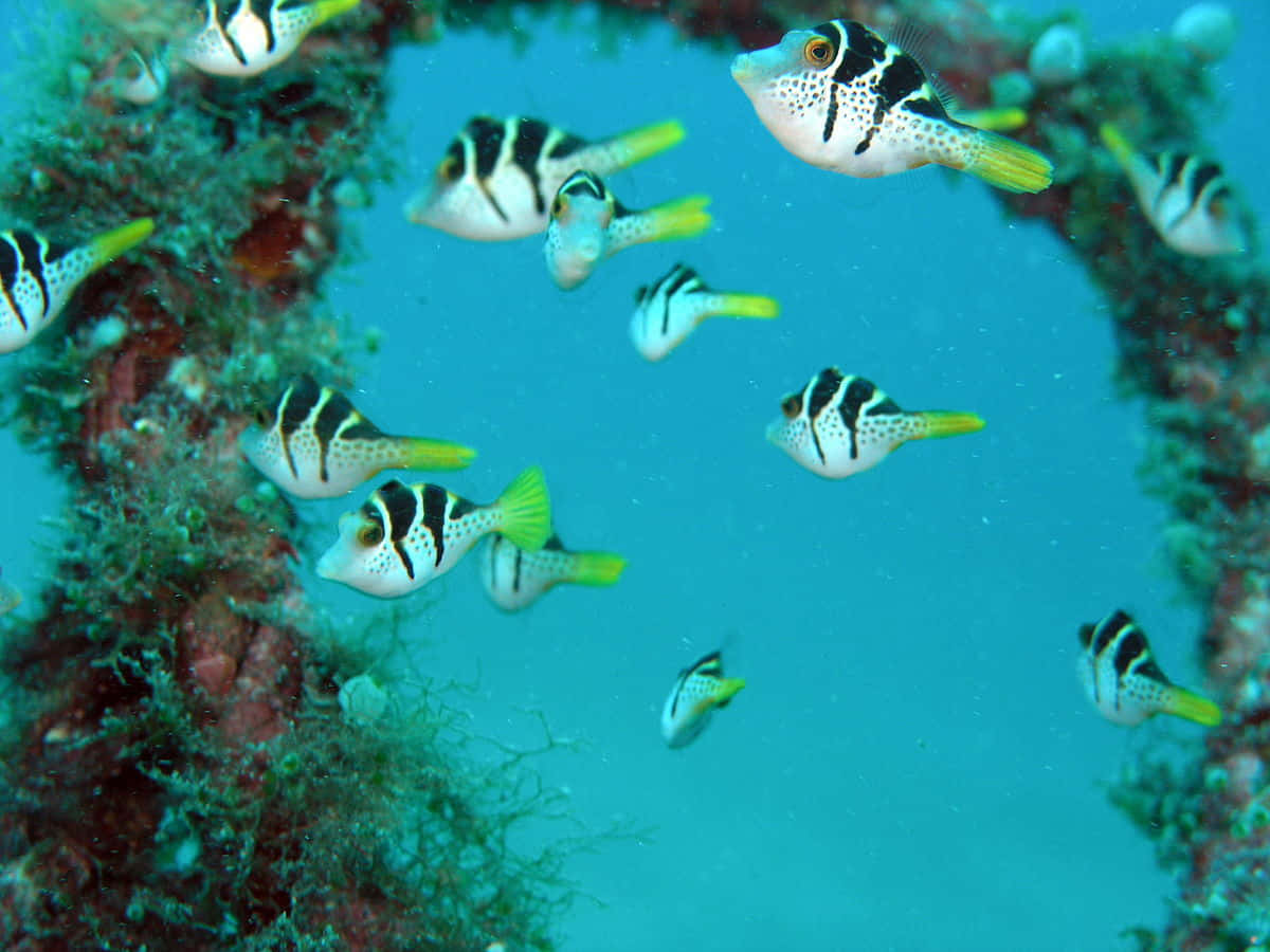 Filefish, school of black and white striped boxfish, yellow tails, SD Desktop Wallpaper