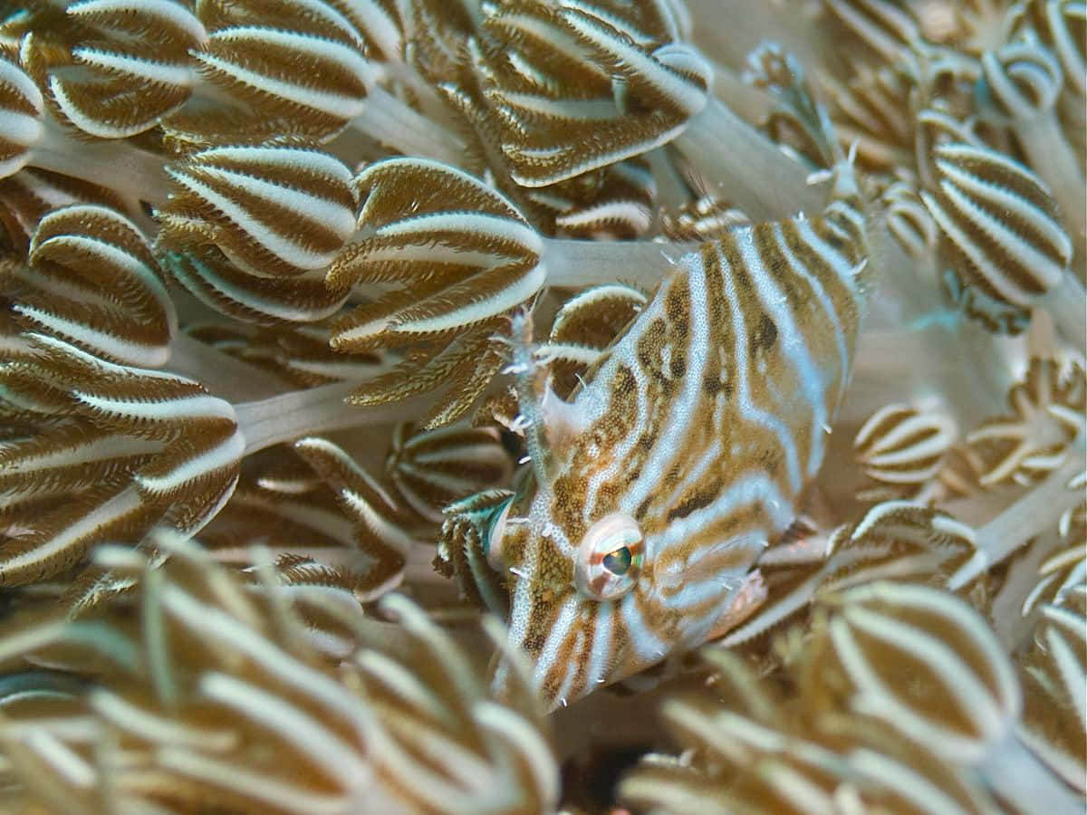 Filefish, coral, feathery brown and white coral polyps, SD Desktop Wallpaper