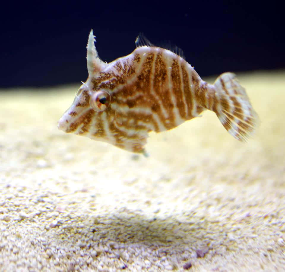striped boxfish, horn-like protrusions, sandy ocean floor, SD Desktop Wallpaper