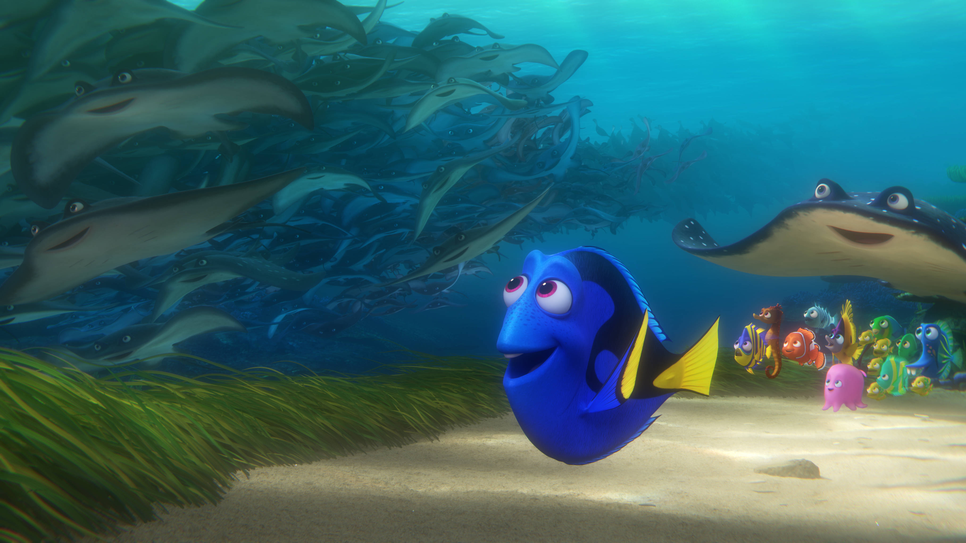 Finding Dory, blue tang fish, yellow tail, 4K Desktop Wallpaper