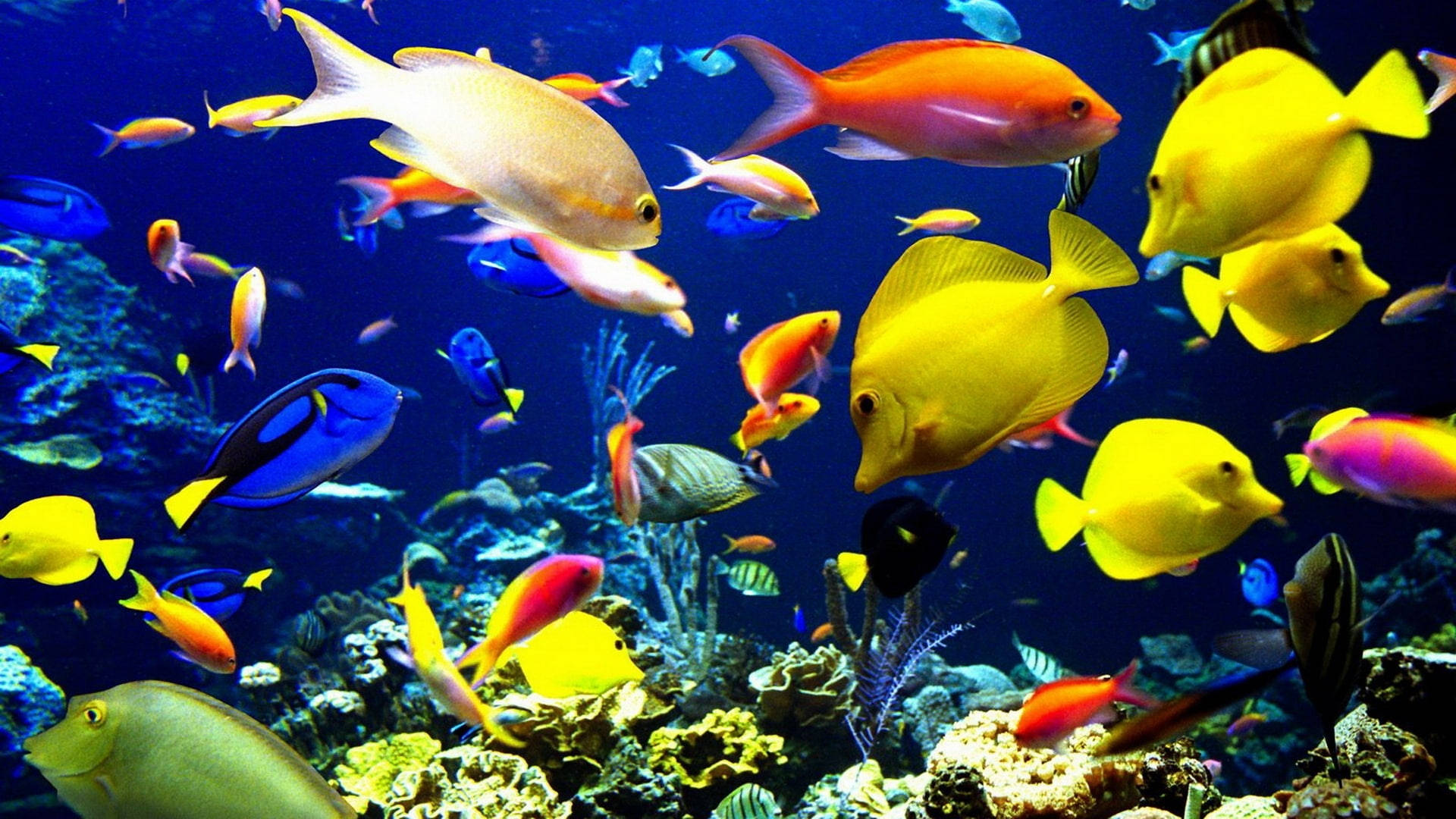 blue tang, tropical fish, coral reefs, Full HD Desktop Wallpaper