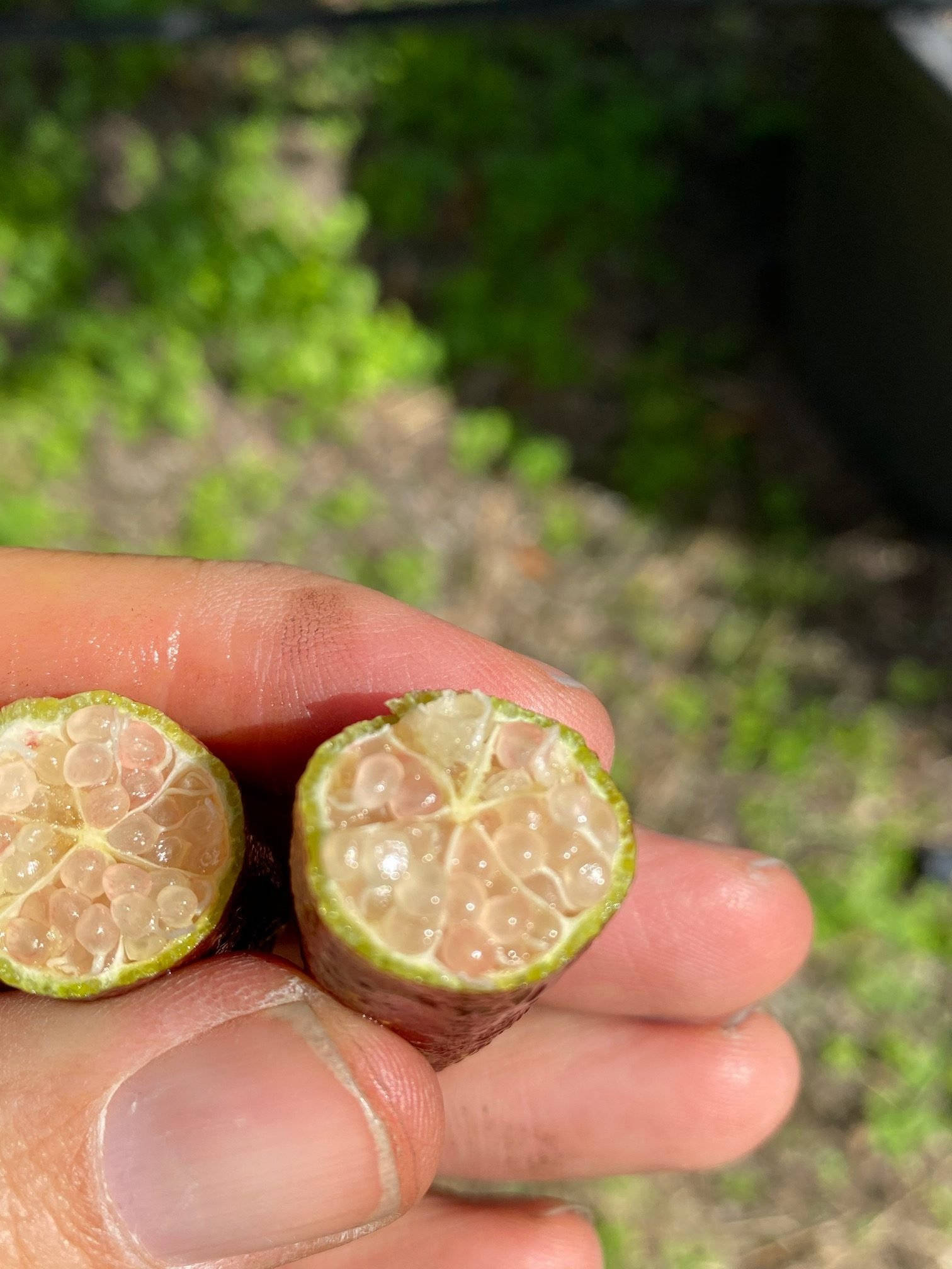 Pink Finger Lime, sliced citrus fruit, juicy segmented pulp, Full HD Phone Wallpaper