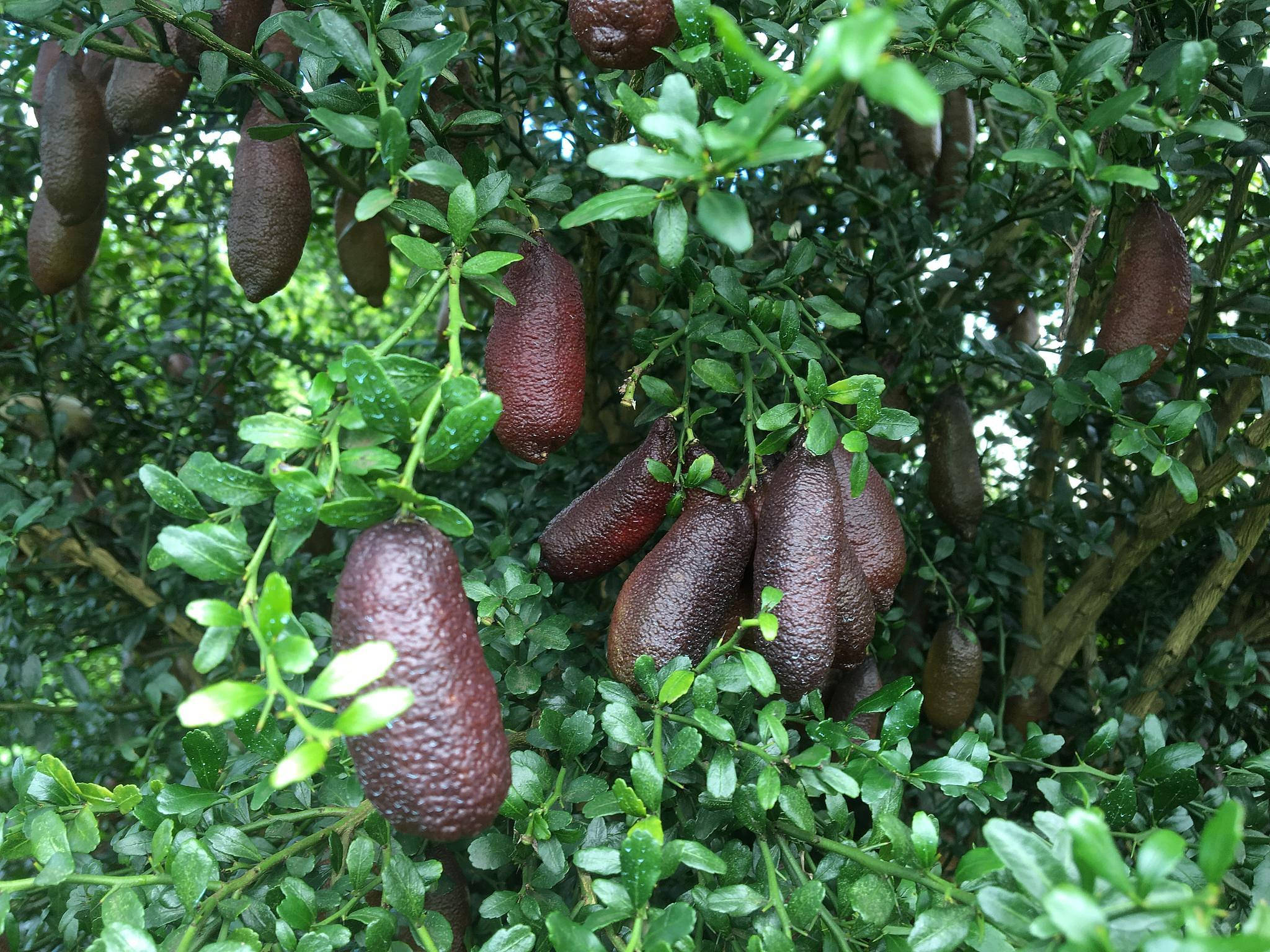 Giant Finger Limes, finger limes, lush green bush, Full HD Desktop Wallpaper