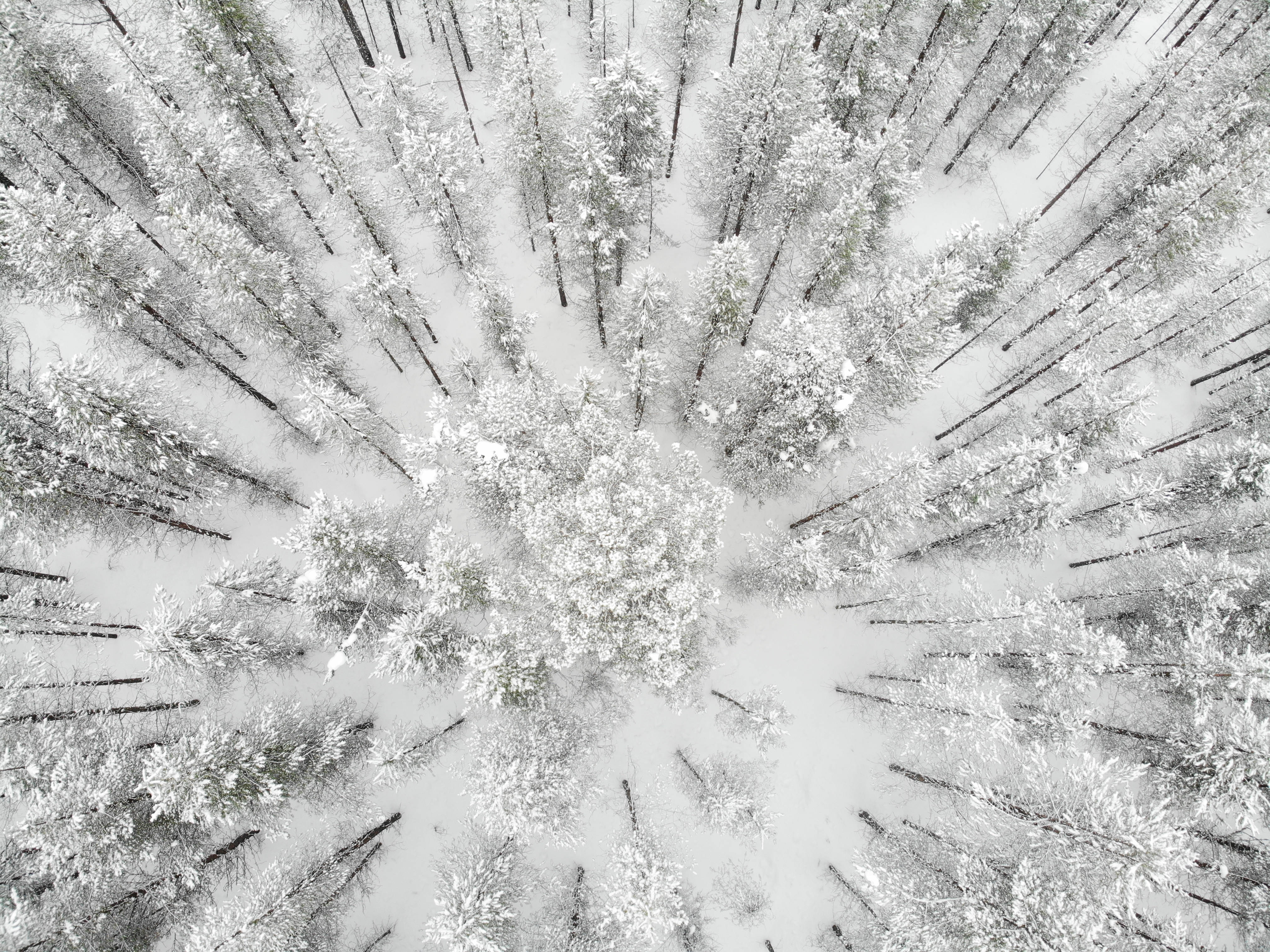 Finland, winter pine forest, aerial view, 4K Desktop Wallpaper