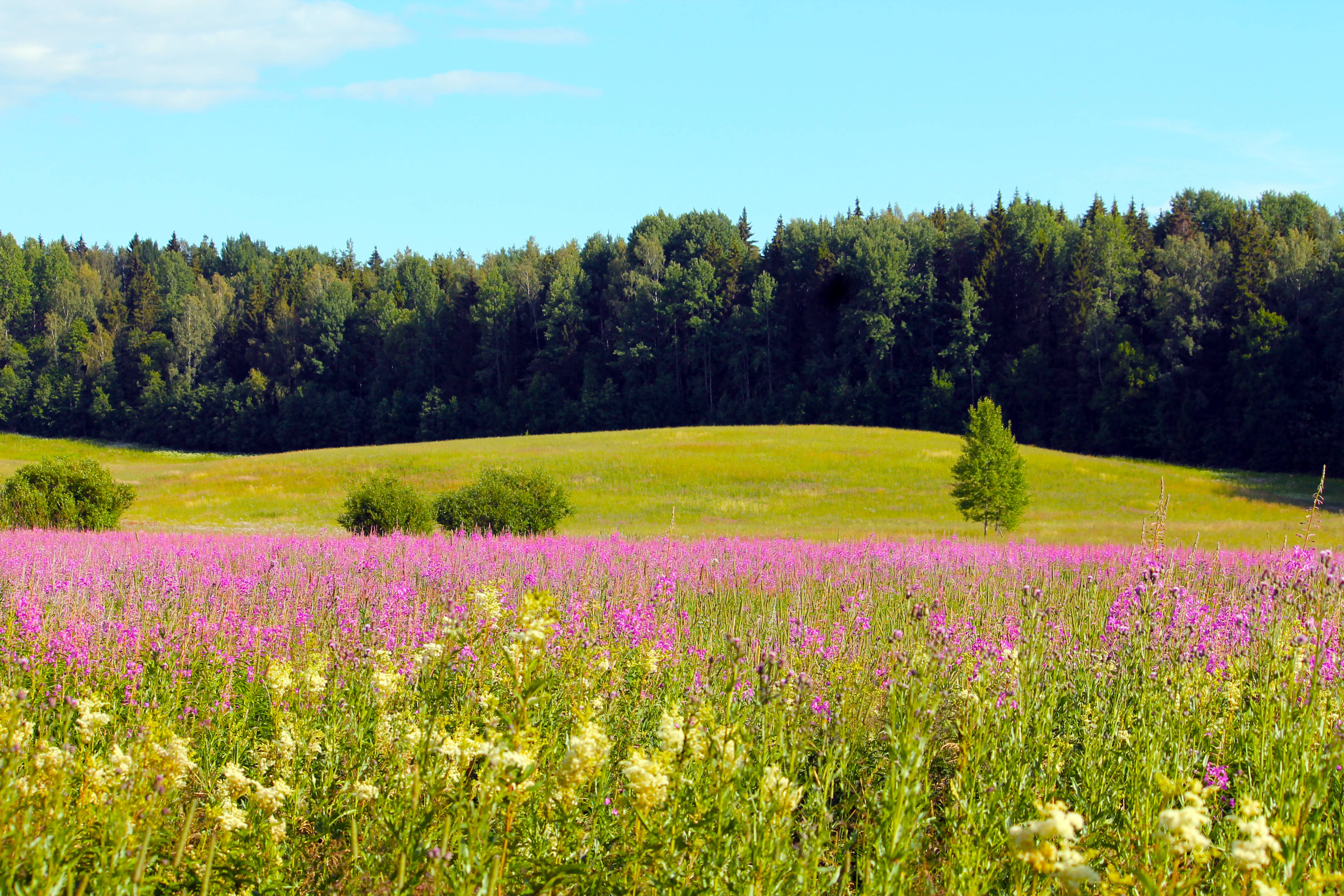 Finland, green meadows, pink wildflowers, 4K Desktop Wallpaper