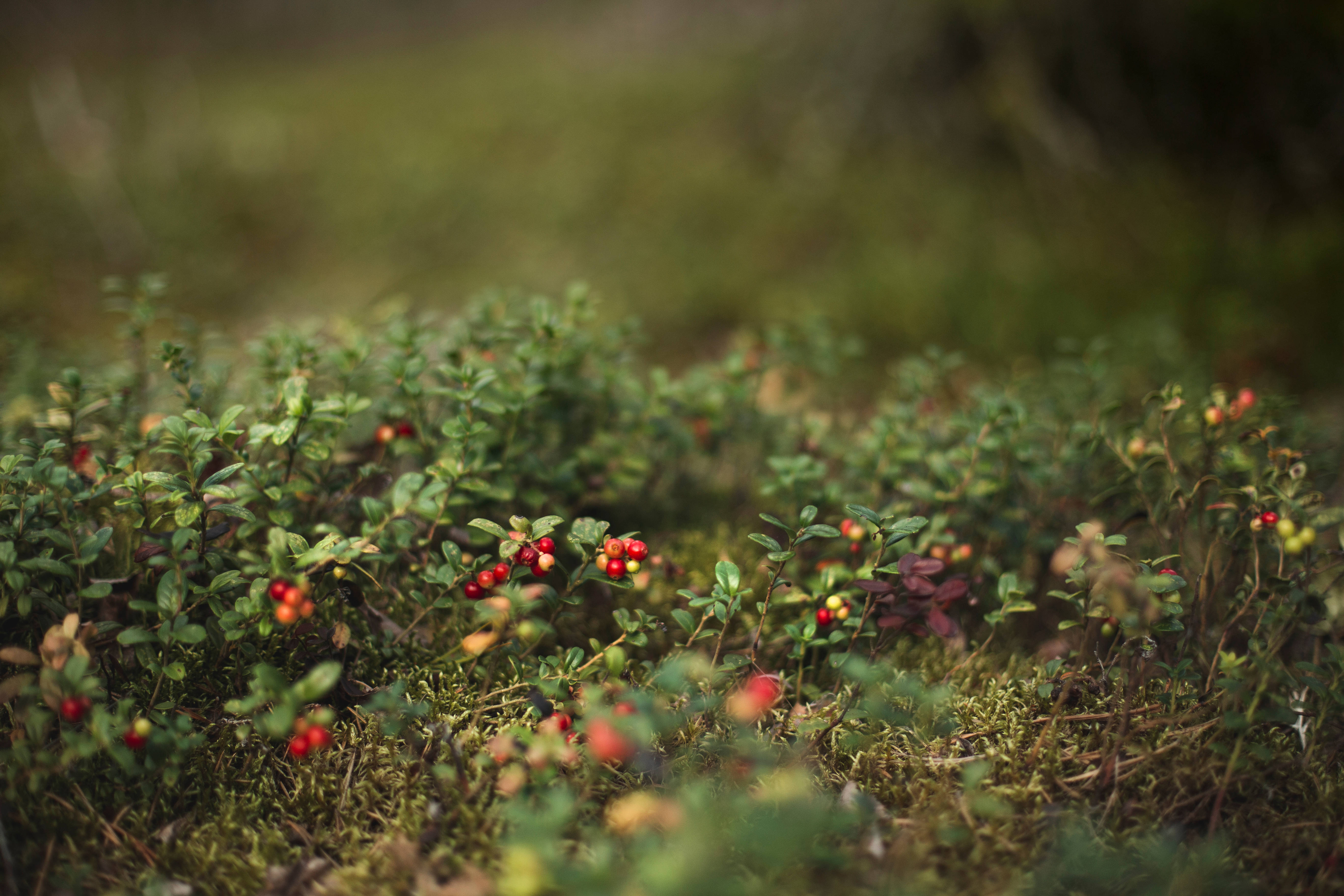lingonberry, Finland, forest floor, 5K Desktop Wallpaper