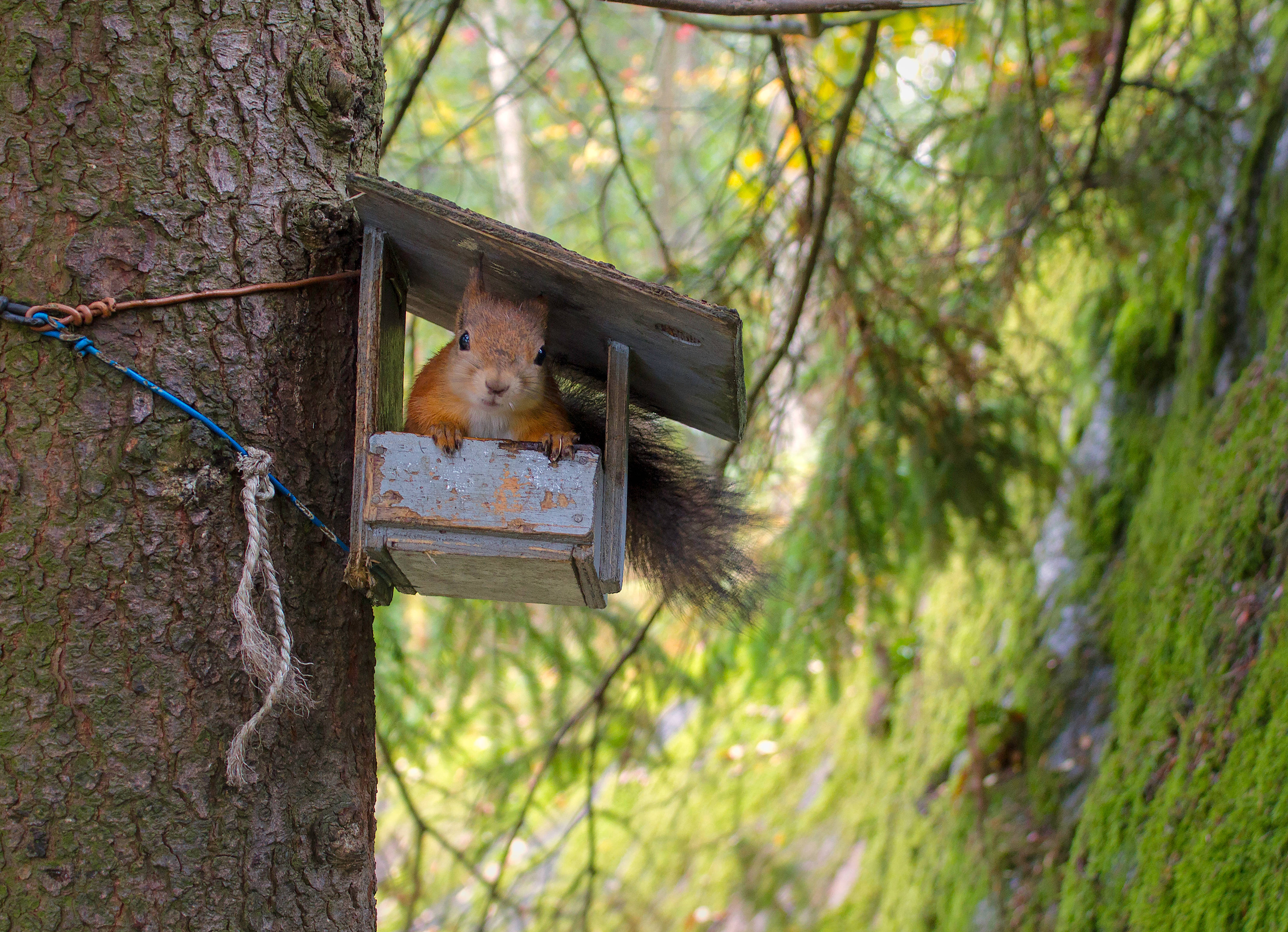 red squirrel, rustic wooden box, mossy tree trunk, 4K Desktop Wallpaper