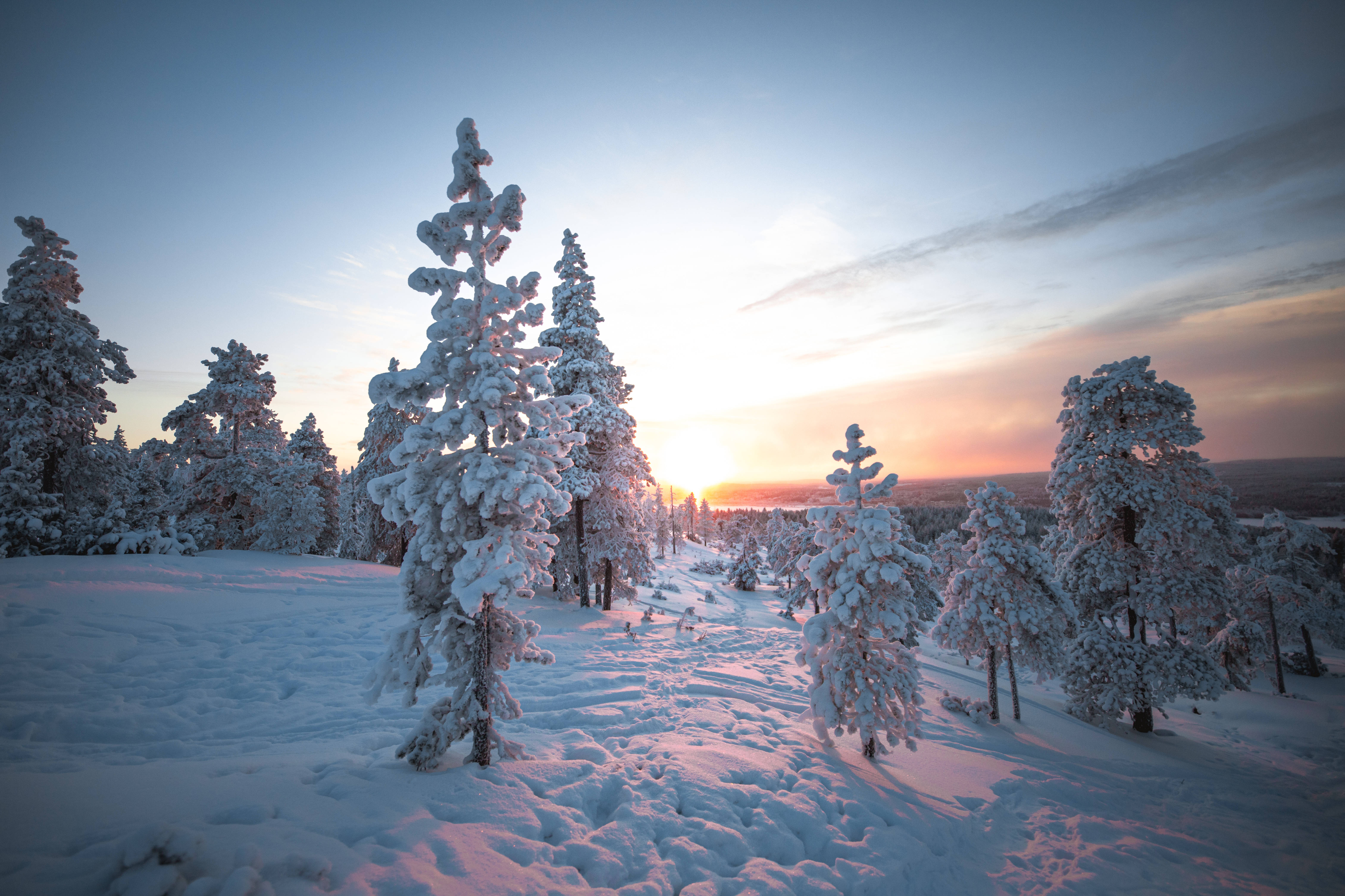 Finland, snowy pine trees, sunset, 5K Desktop Wallpaper