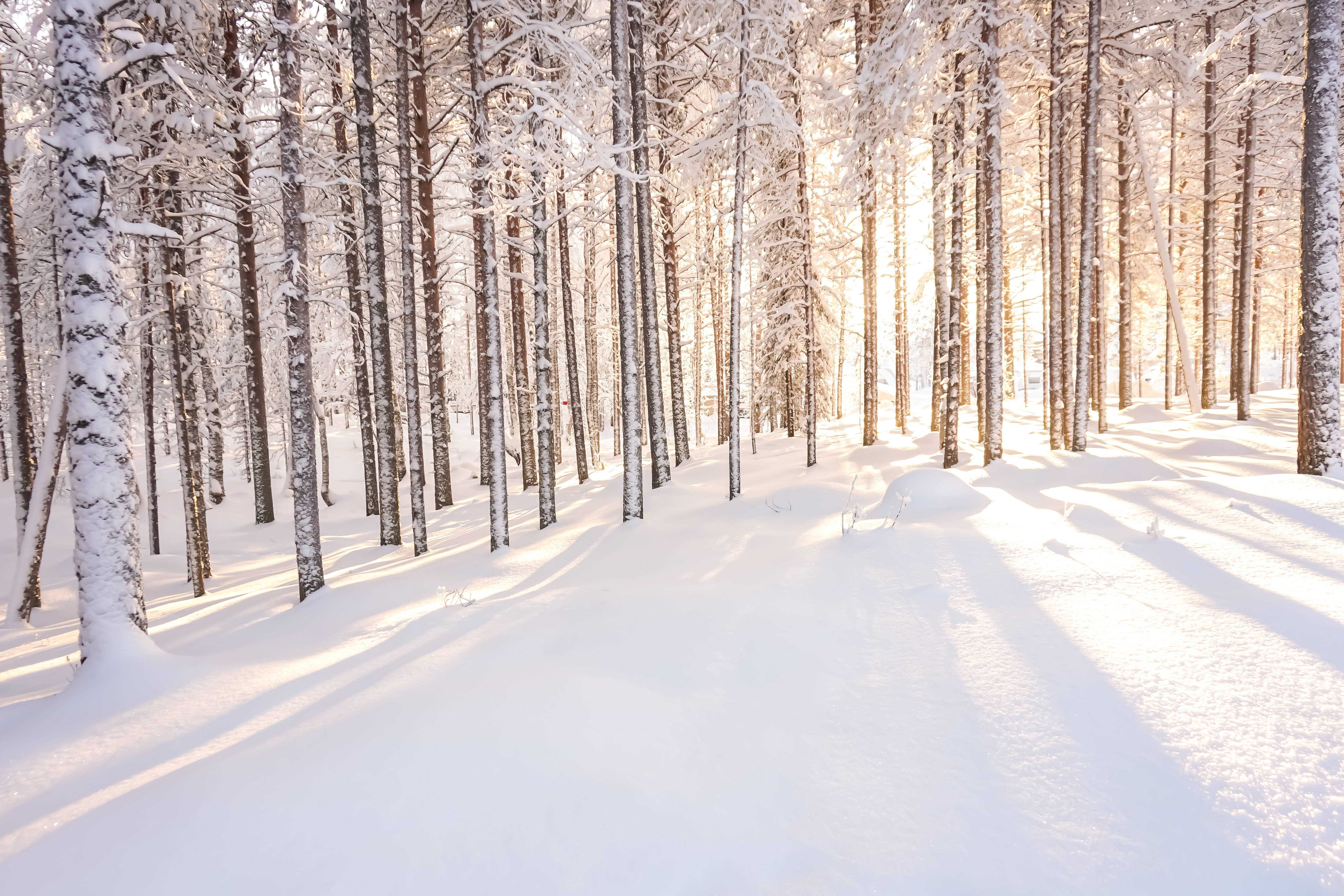 Finland, snowy trees, sunlight, 5K Desktop Wallpaper