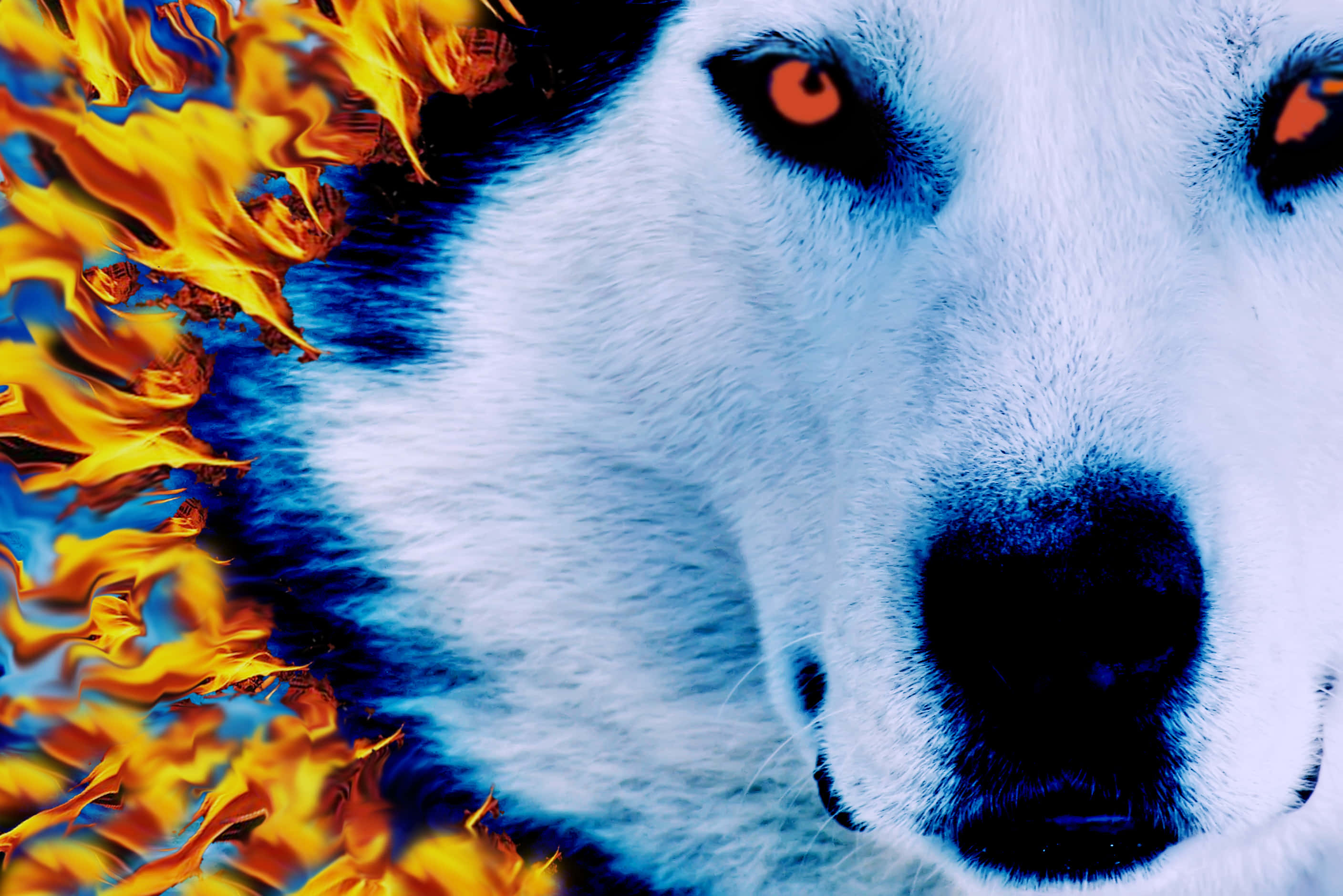 Fire And Ice Wolf, white wolf, glowing orange eyes, 2K Desktop Wallpaper