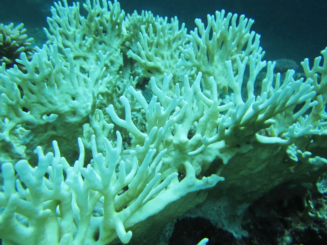 Fire Coral