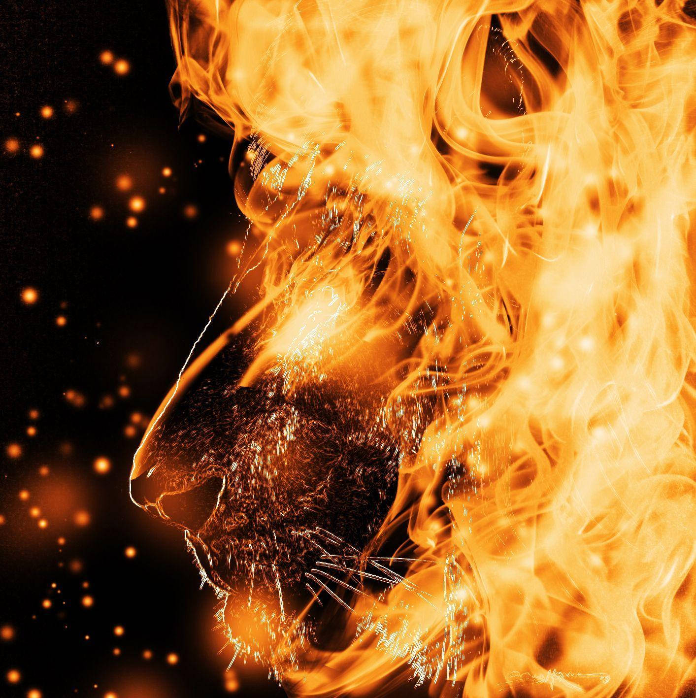 Fire Lion, orange flames, dark backdrop, HD Phone Wallpaper