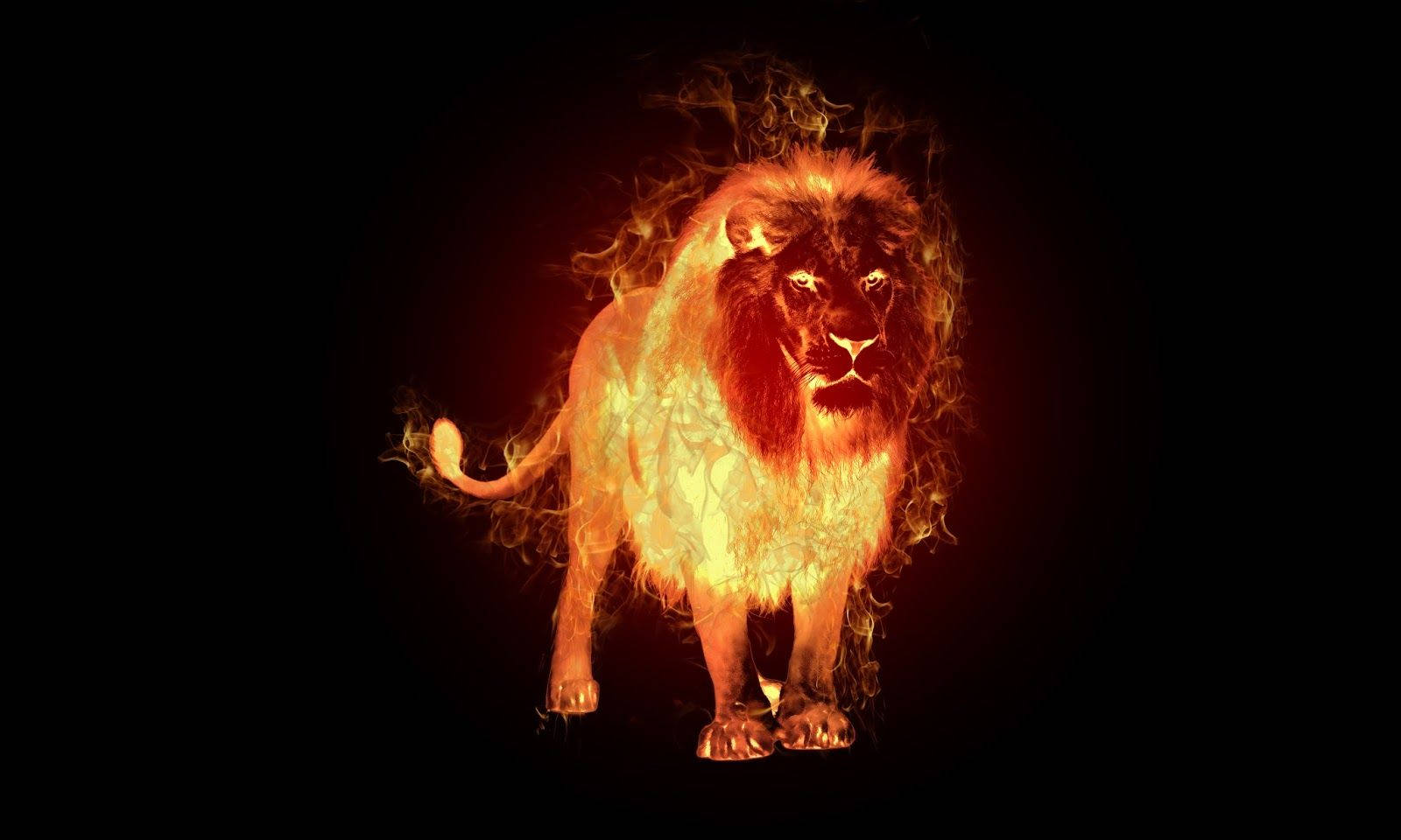 Fire Lion, black backdrop, vibrant orange flames, HD Desktop Wallpaper