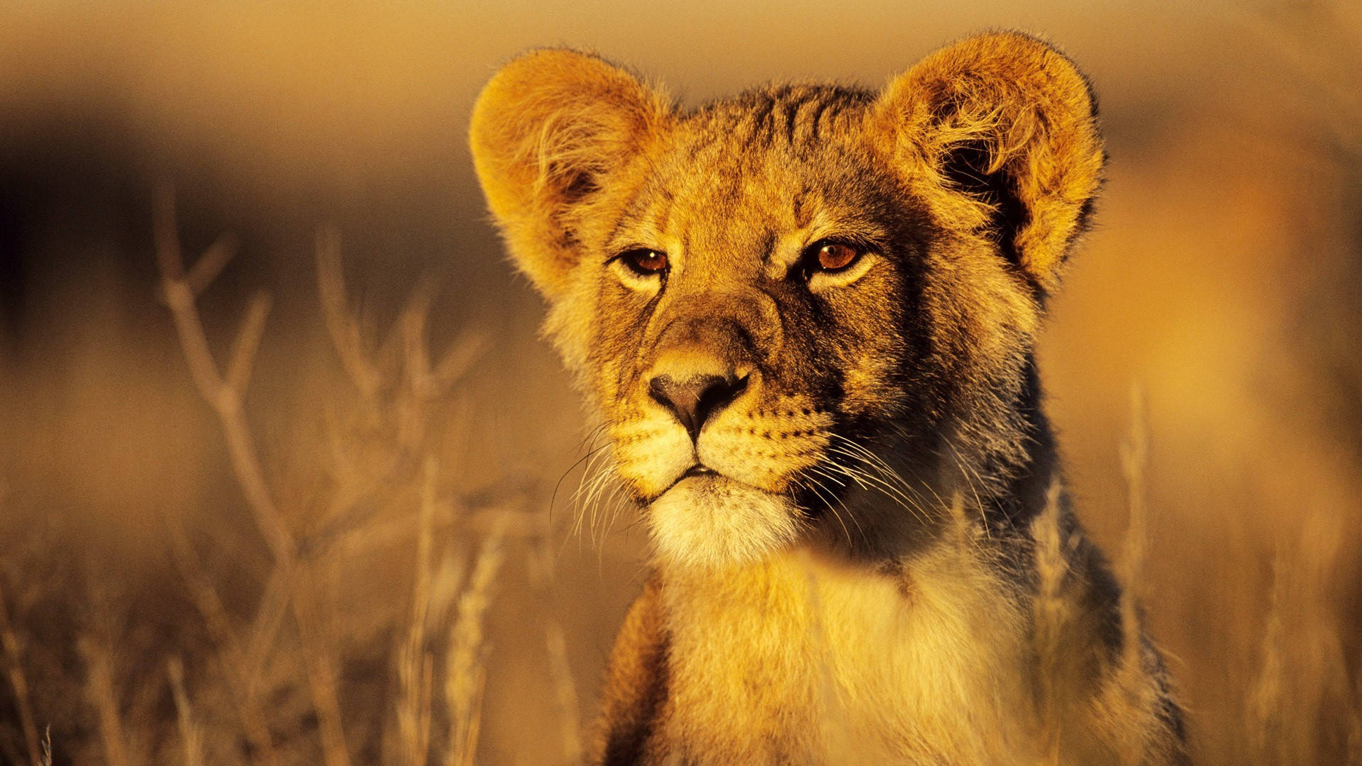 sunkissed lion cub, golden eyes, warm blurred savanna backdrop, Full HD Desktop Wallpaper
