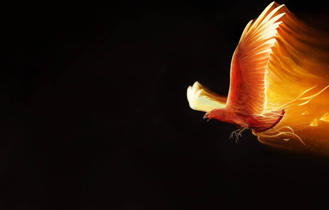 phoenix, glowing orange wings, deep black void, HD Desktop Wallpaper