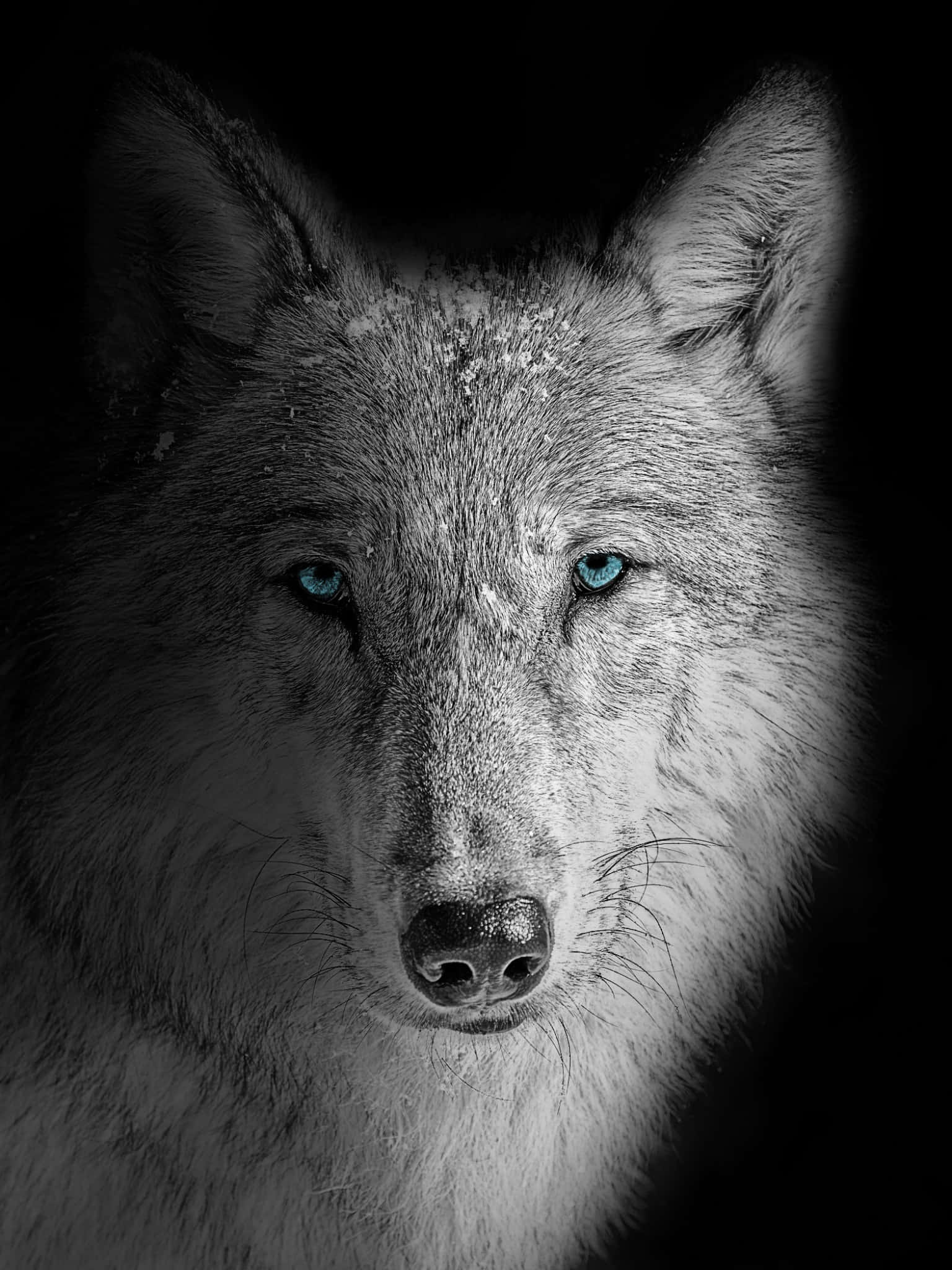 water and fire wolf, blue eyes, snowy fur, Full HD Phone Wallpaper