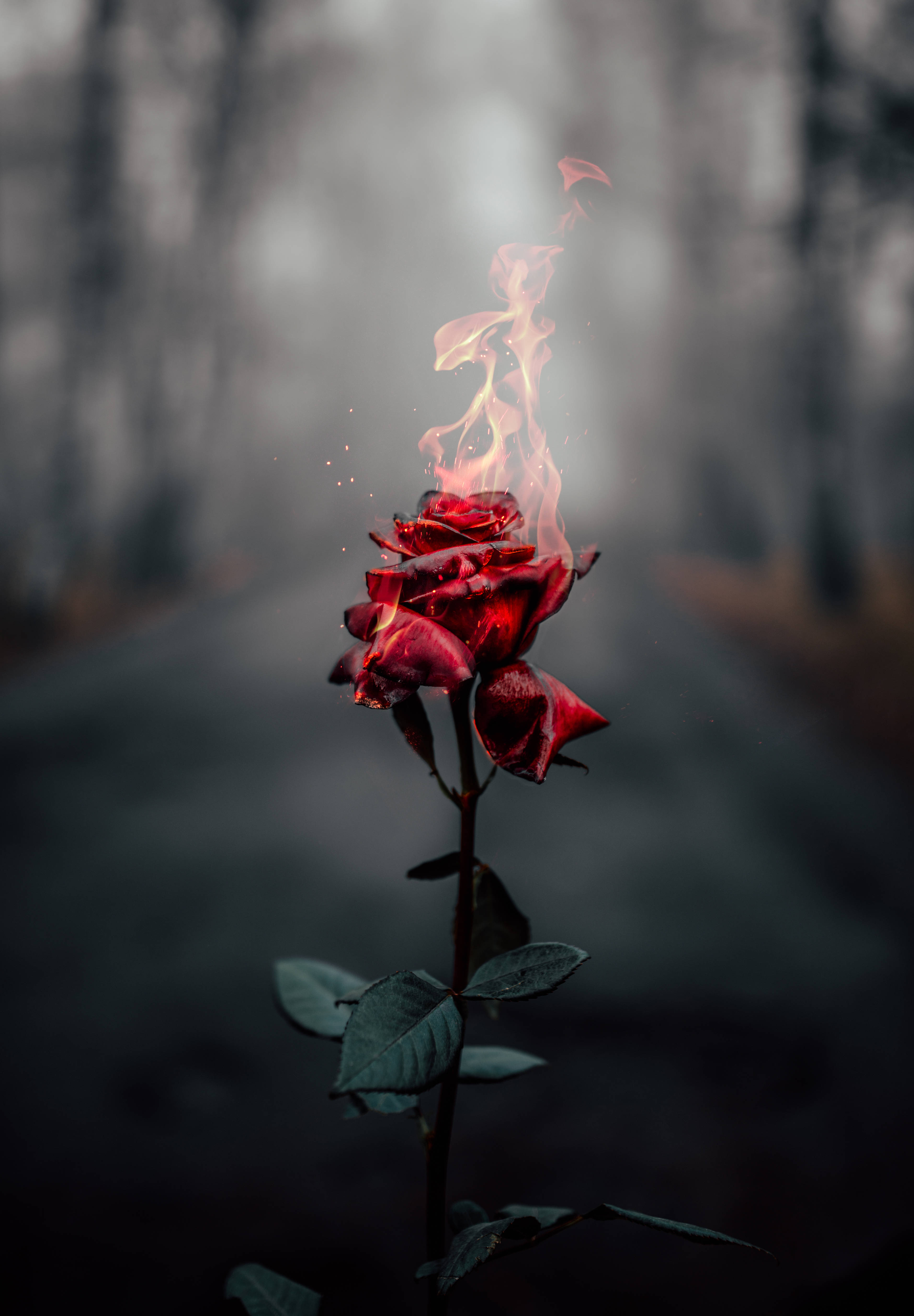 Blazing Roses Desktop, red rose, flames, 4K Phone Wallpaper