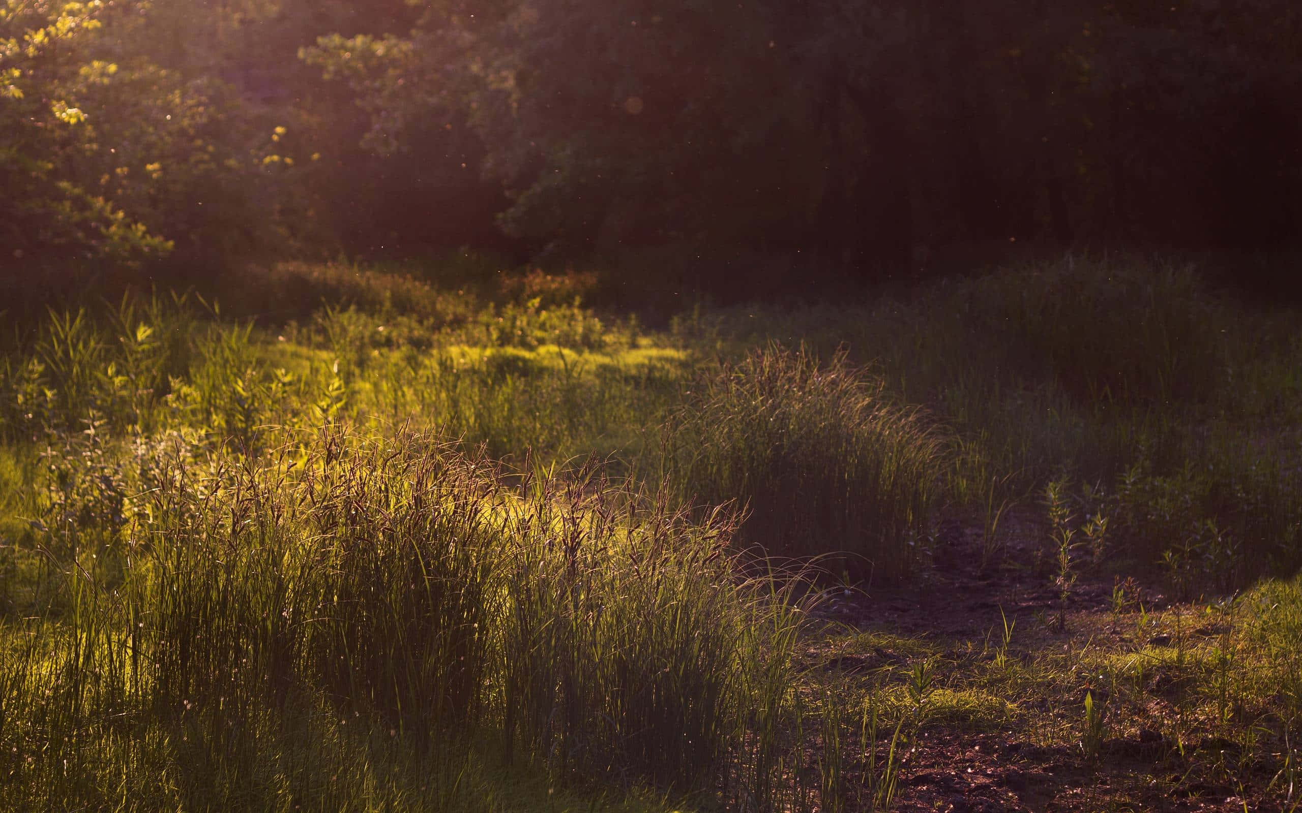 Firefly HD, Golden sunlight, trees, 2K Desktop Wallpaper
