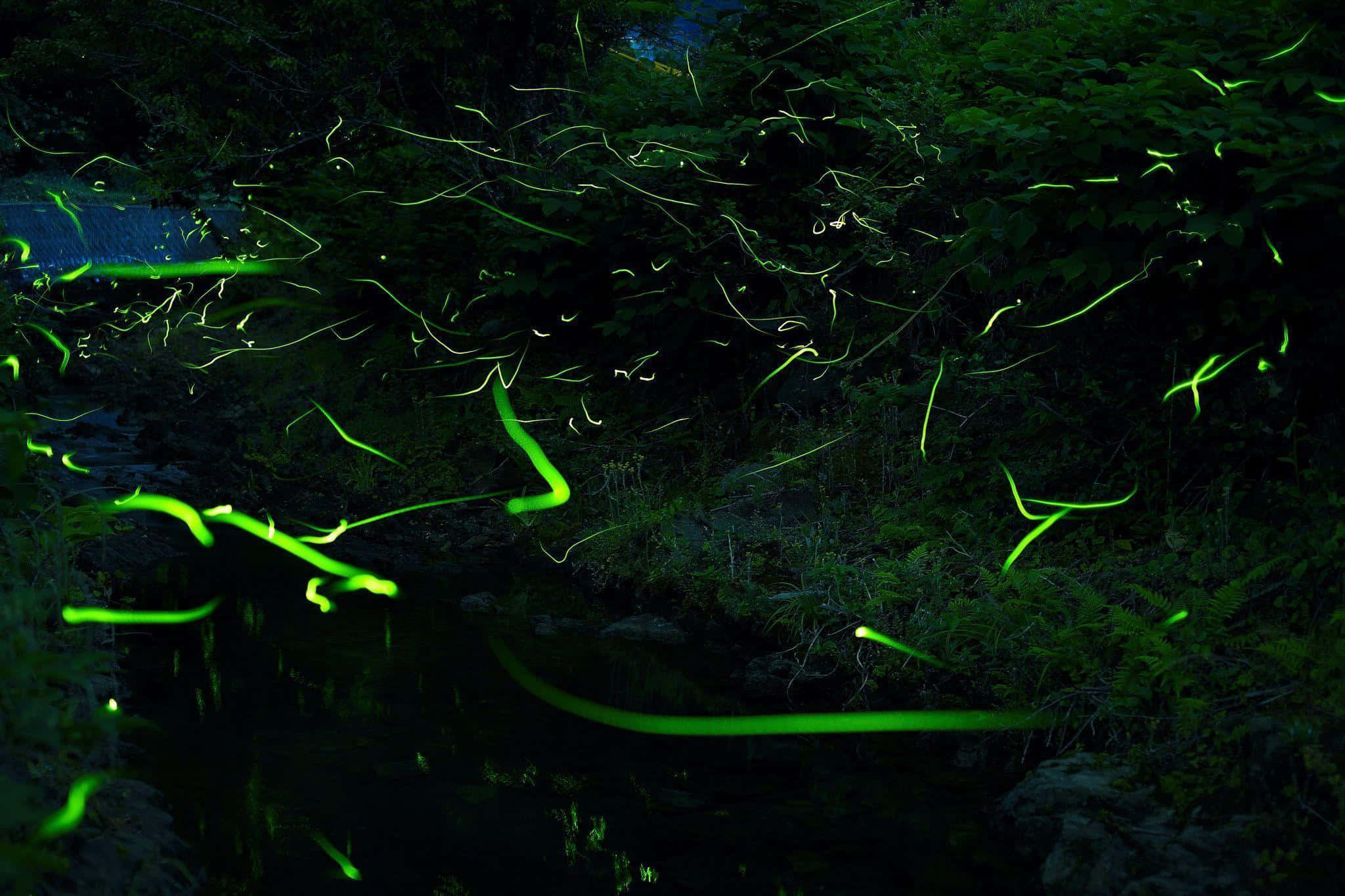Firefly HD, glowing green fireflies, dark forest stream, Full HD Desktop Wallpaper